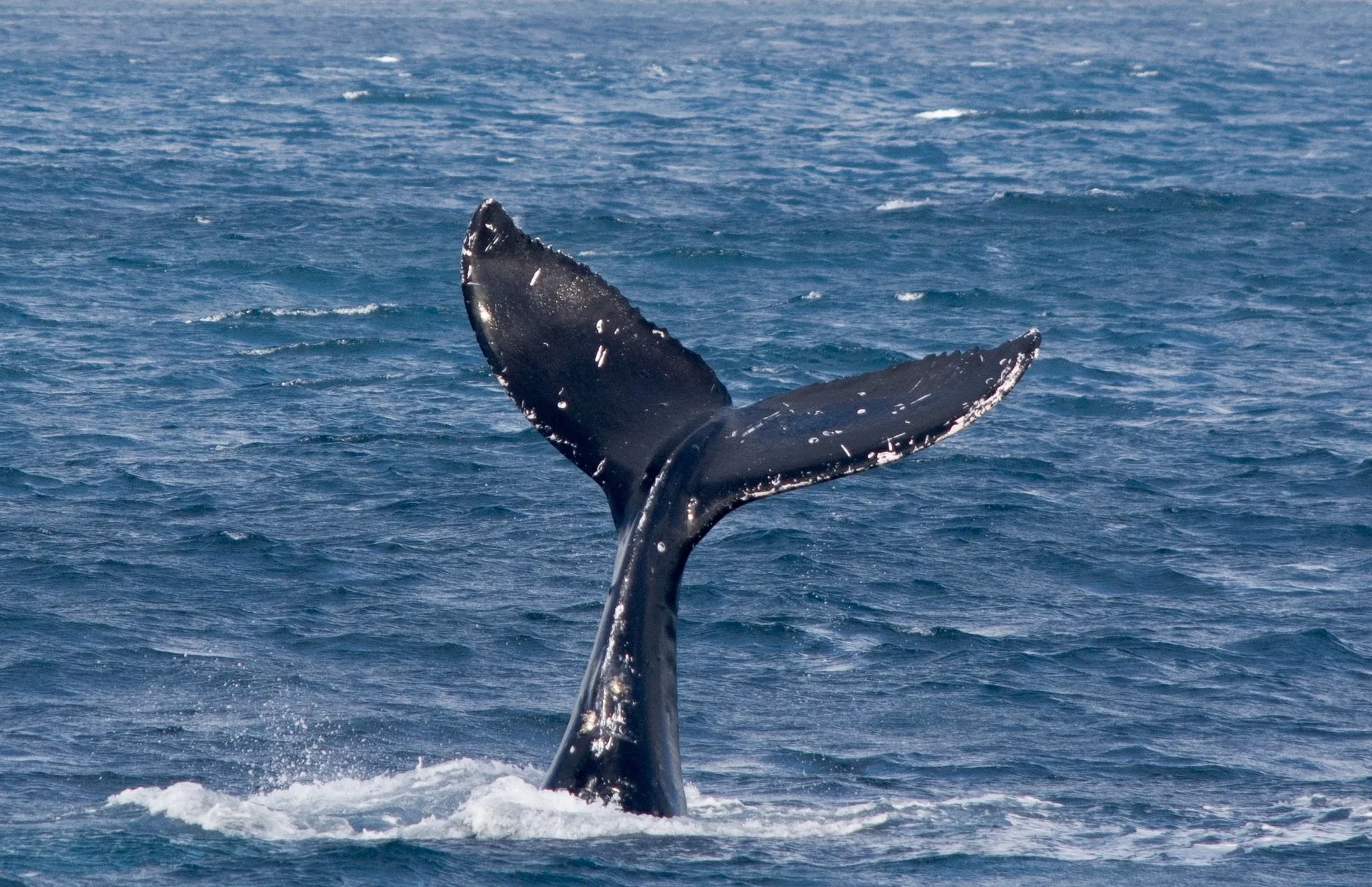 whale watching tour sitka alaska