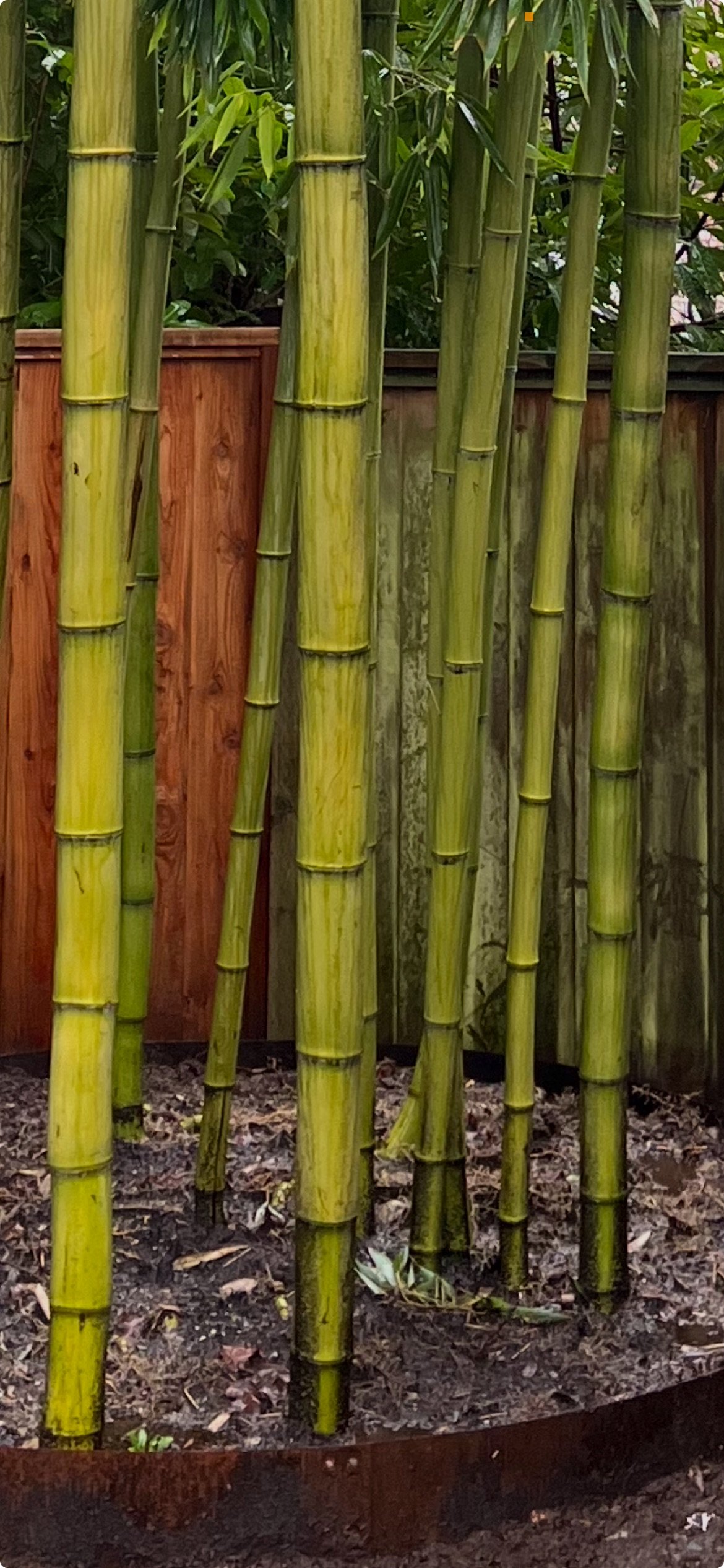 View recent photos.jpeg