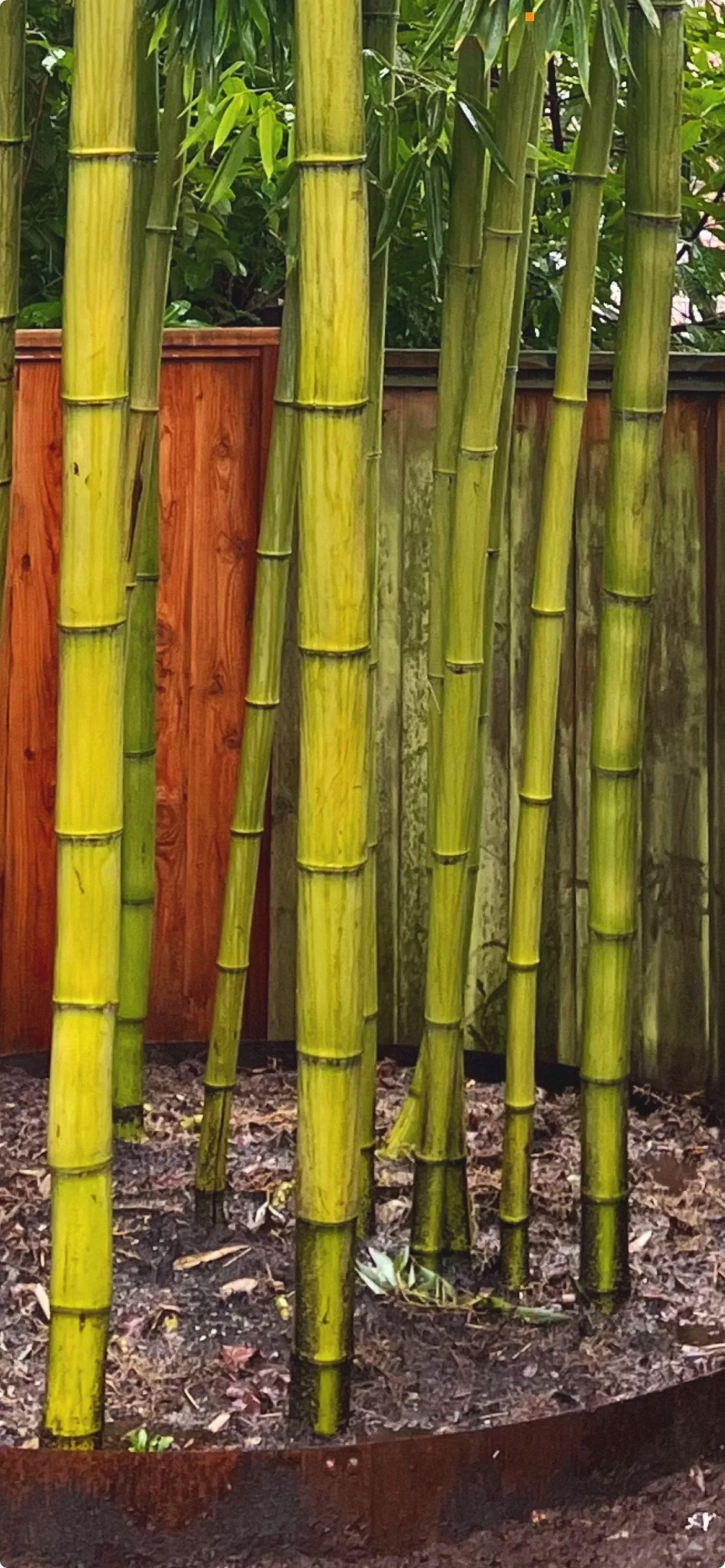 Invasive Bamboo Removal & Containment Specialists