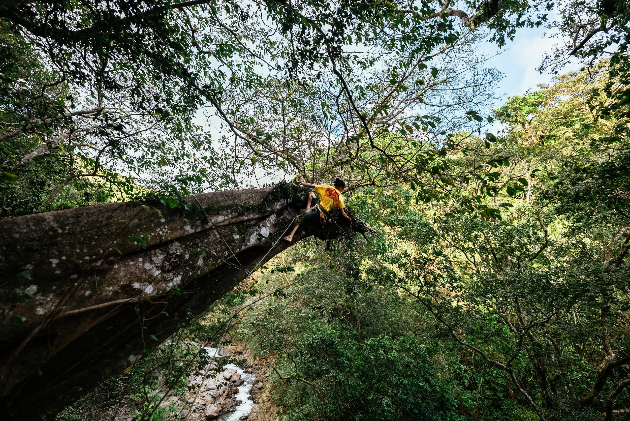 a tree climbing hanging on the side of a tree in Costa Rica