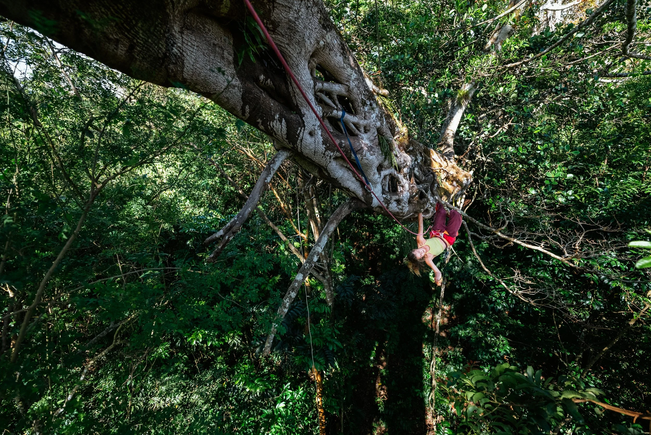 a climbing hanging upside down in a tree