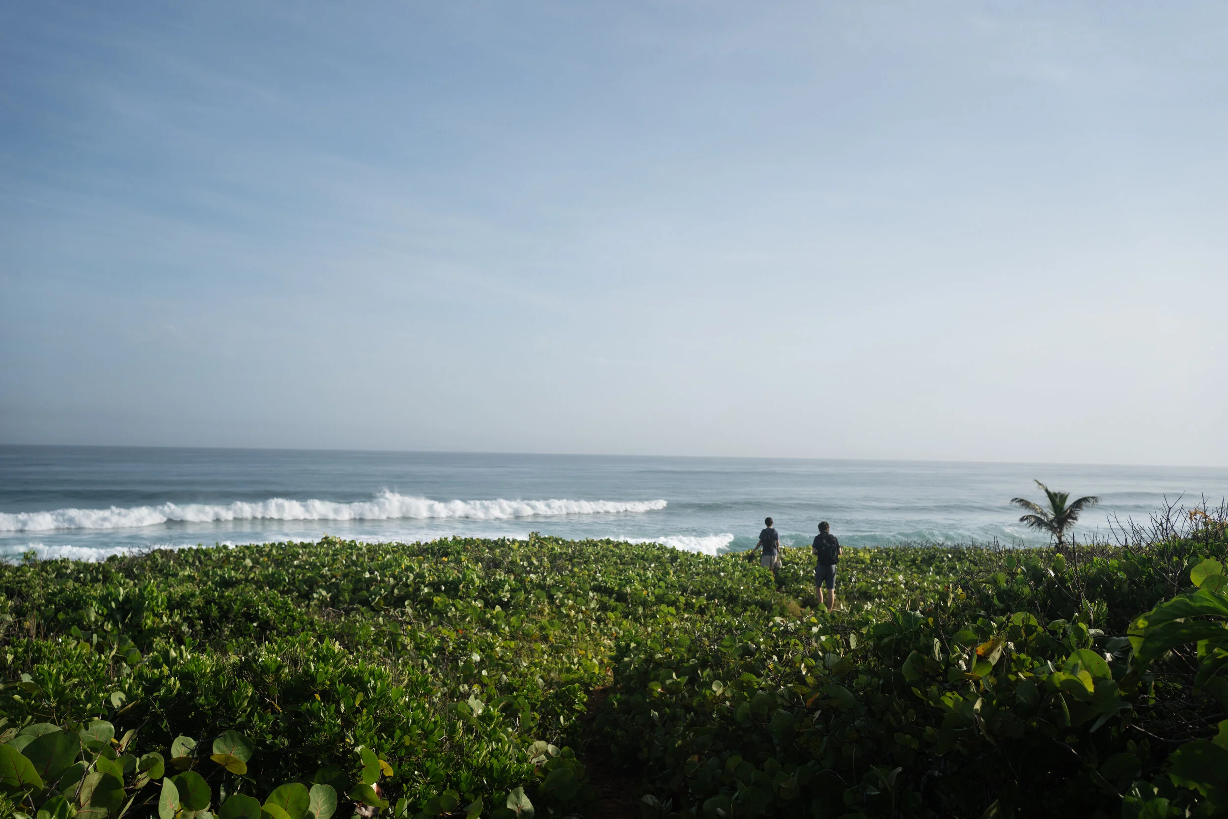 Two people walking on a beach through green shrubbery, with the ocean and blue sky in the background.