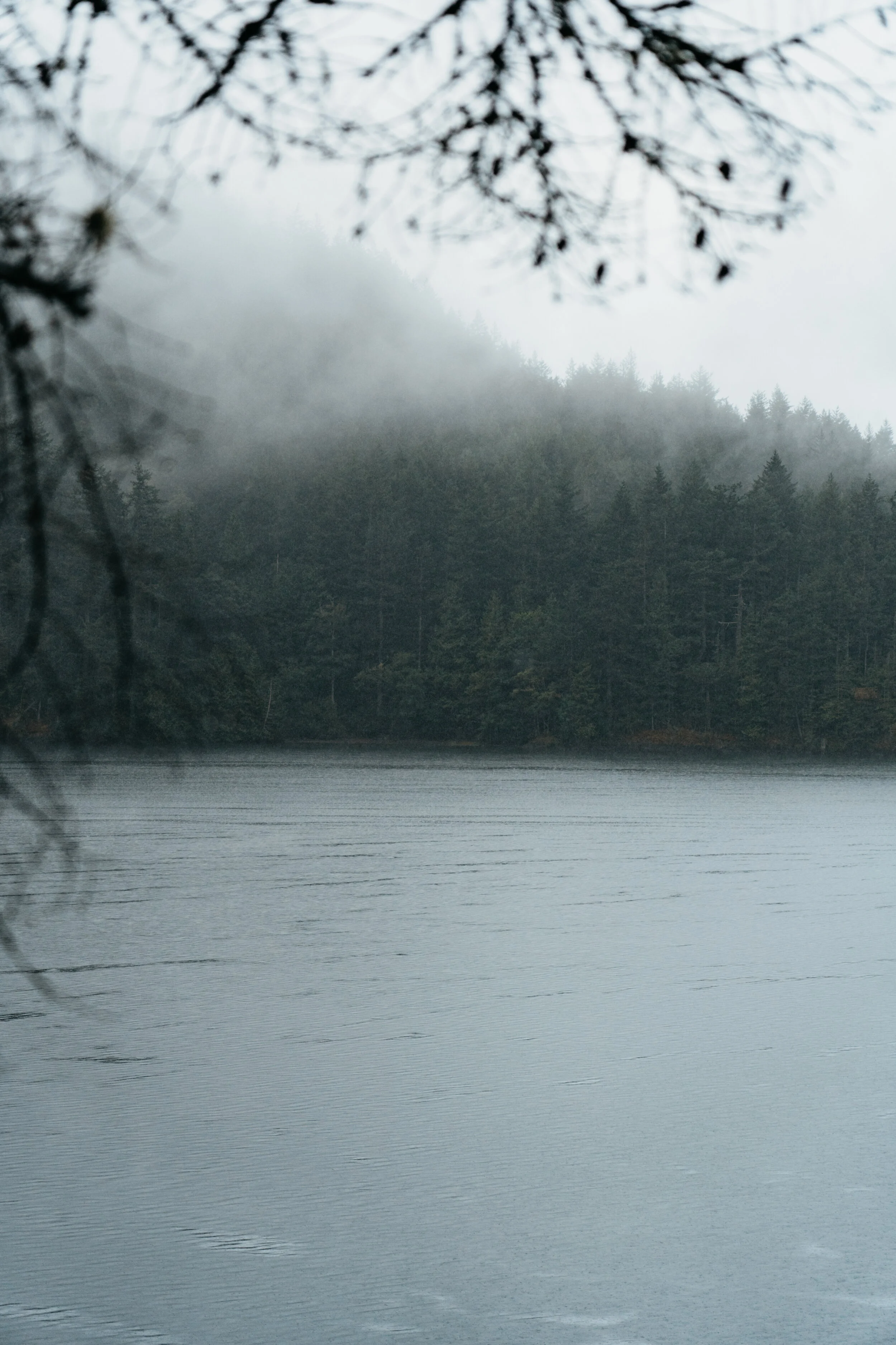 A foggy lake surrounded by a forest of pine trees with mist hanging over the treetops.