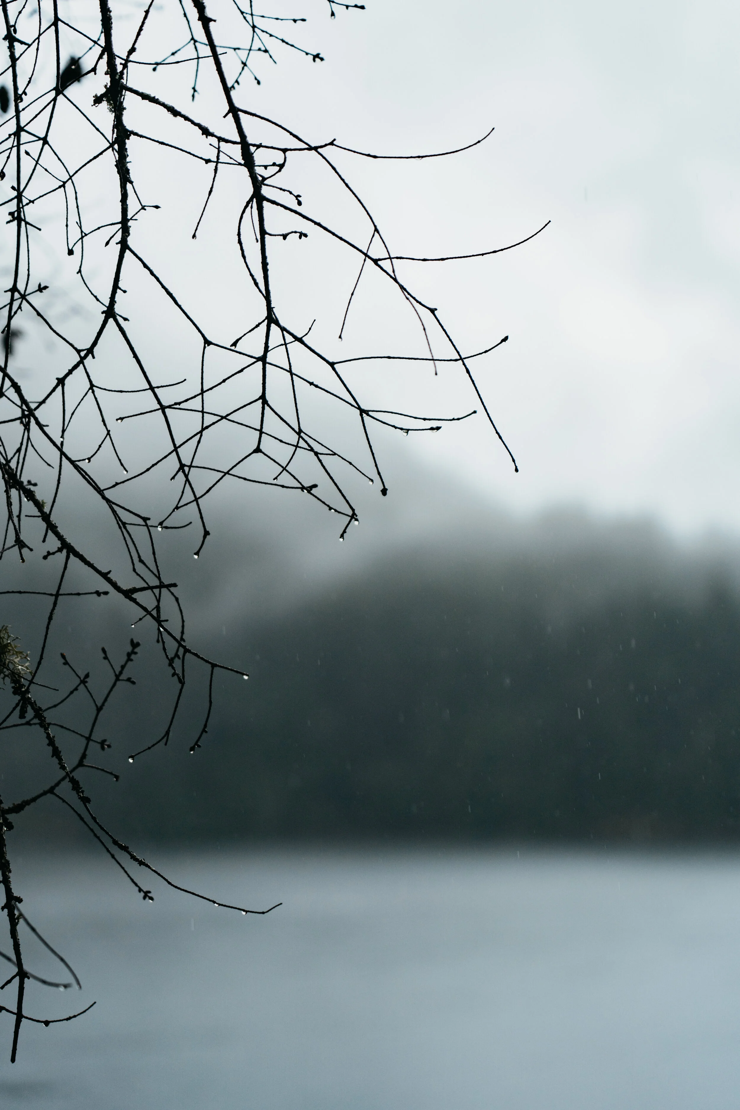 Bare tree branches with water droplets hanging from them, against a blurred lakeside background on a rainy, overcast day.