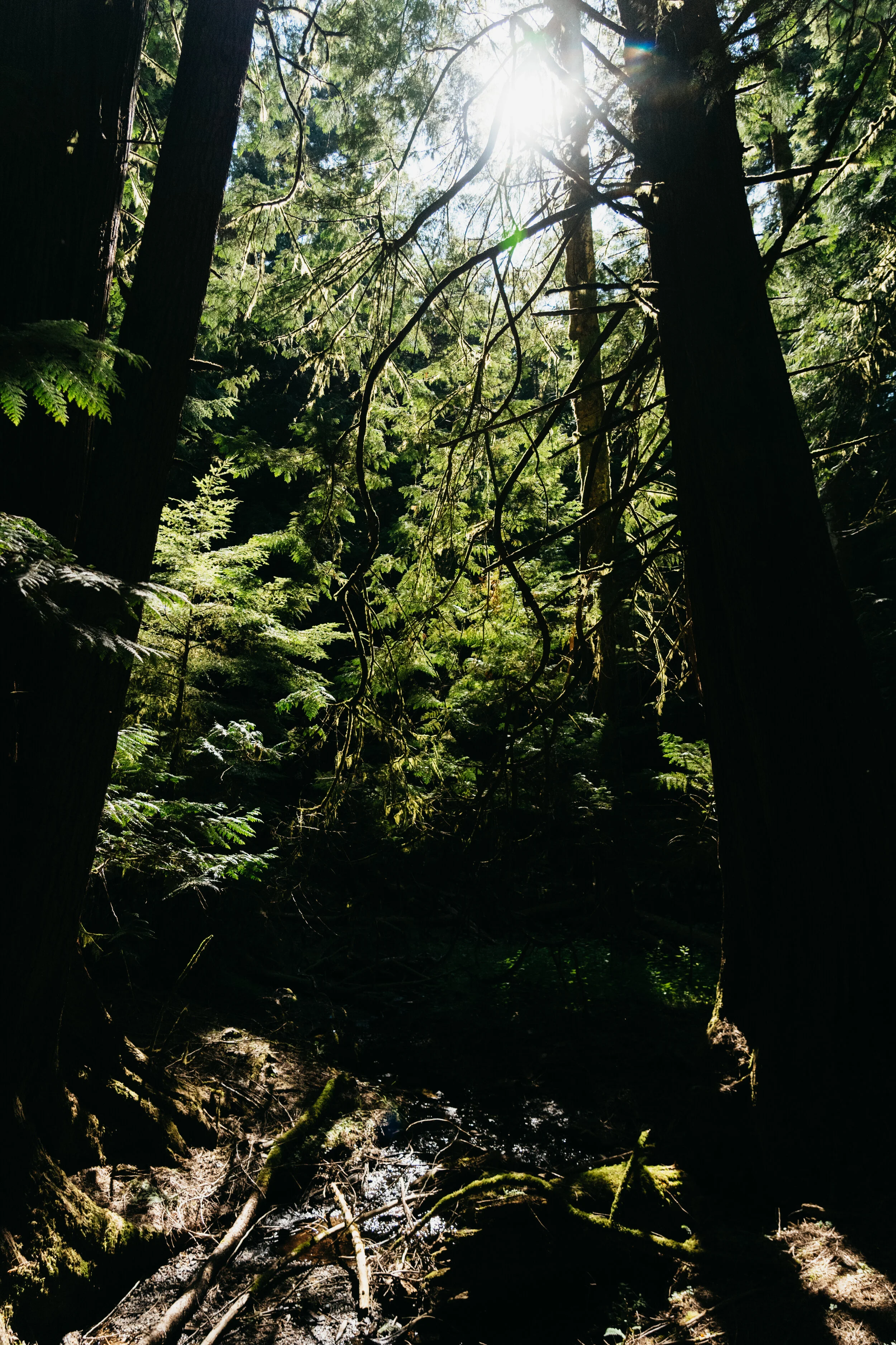 Sunlight shining through tall trees in a dense forest, with a small stream flowing through the dark, mossy ground.