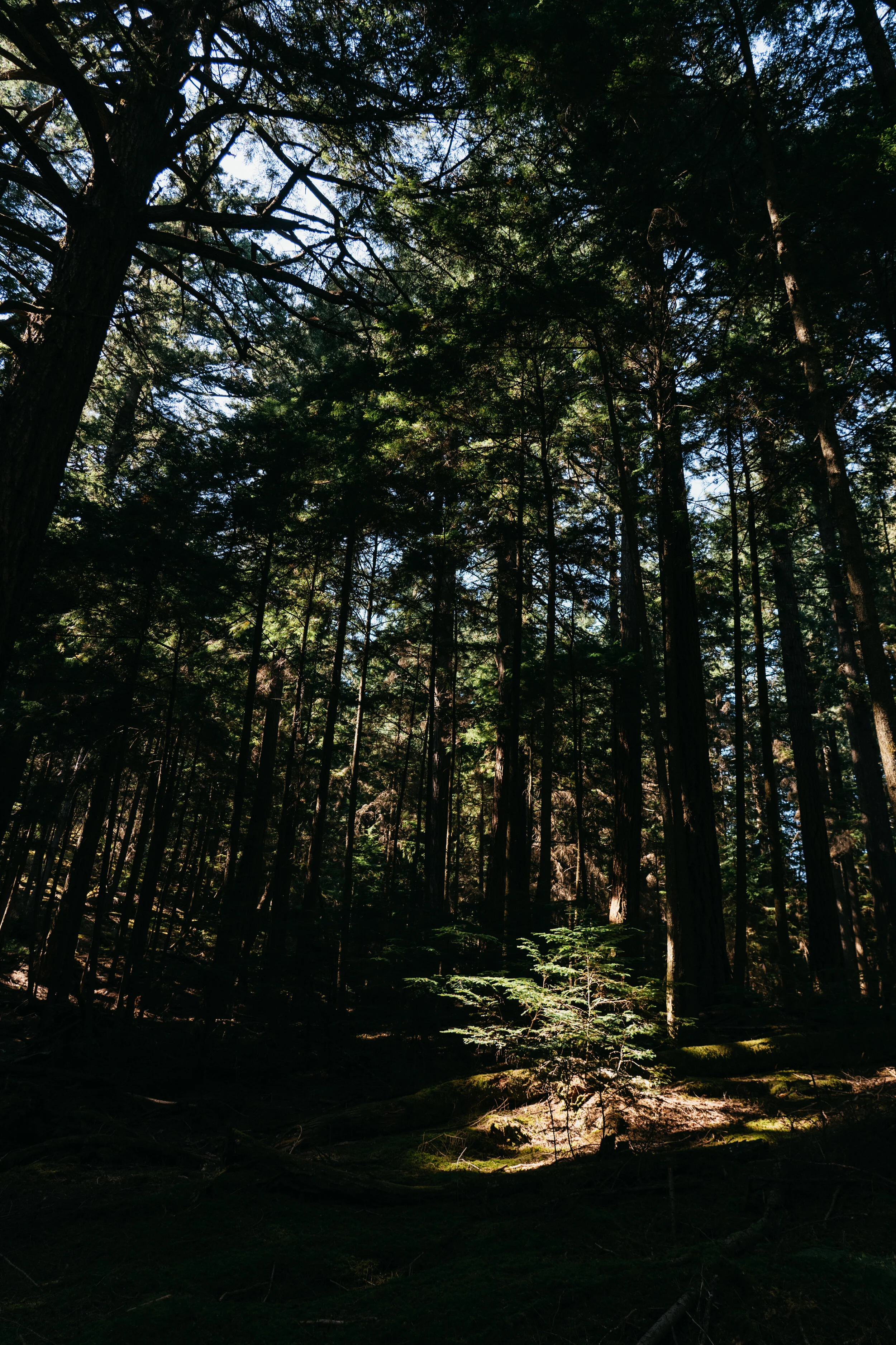 A dense forest with tall trees and sunlight filtering through the branches, illuminating patches of the forest floor.