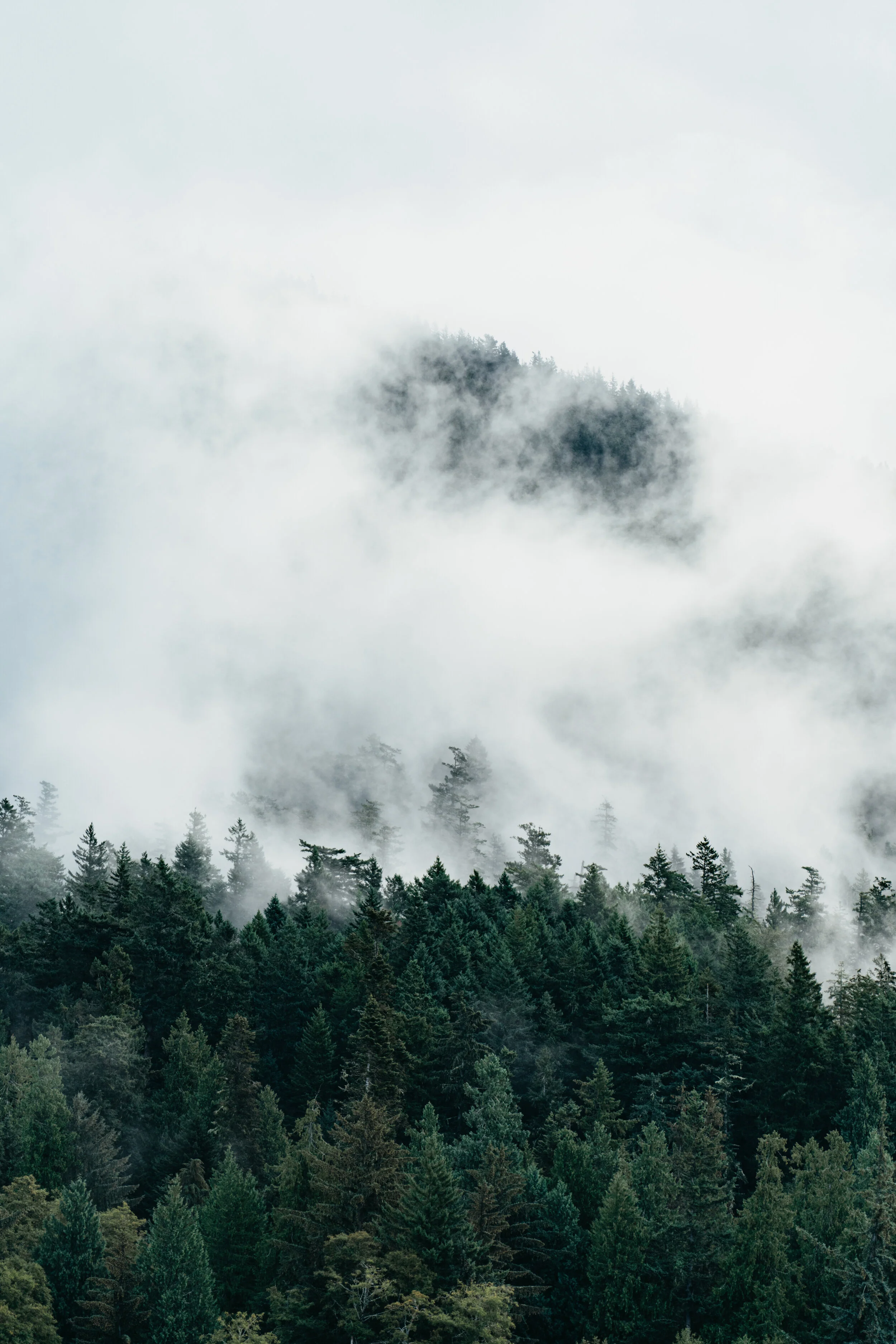 A dense forest with tall evergreens covered in fog or low clouds, with mist swirling among the trees and obscuring the mountain peaks in the background.