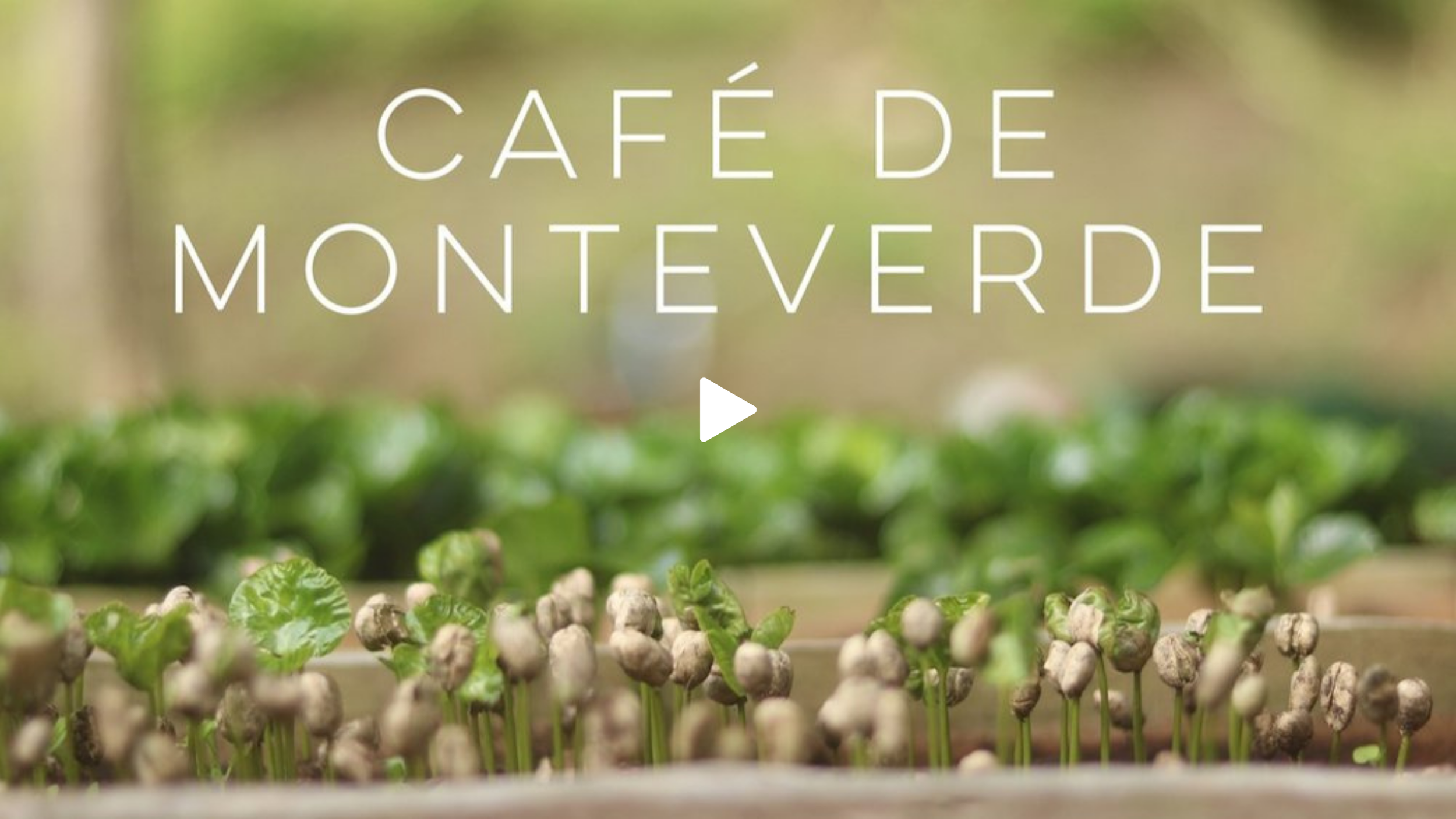 thumbnail for a short documentary about coffee farming in costa rica