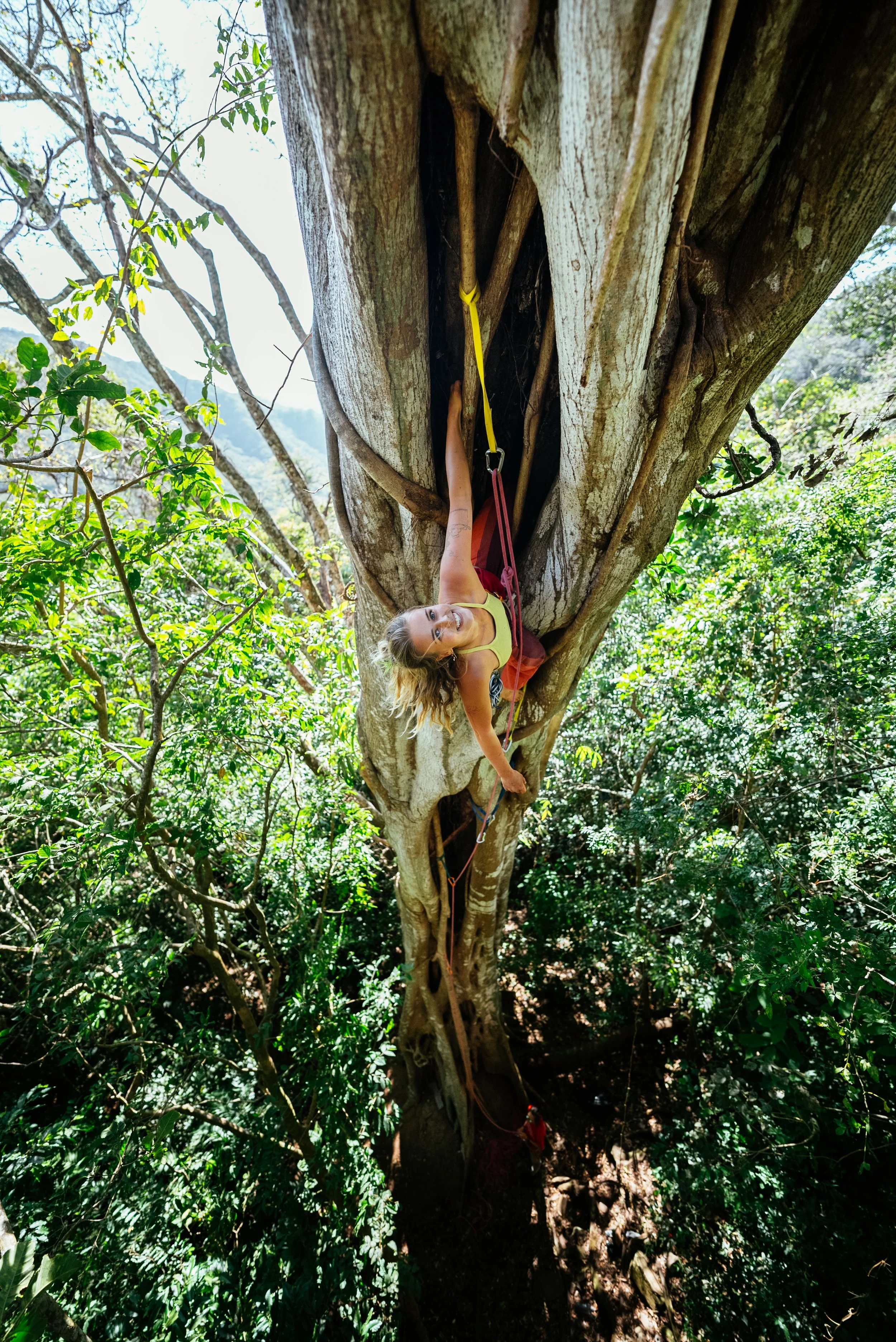 A woman rock climbing on a tree in a forest, using climbing gear including a harness and carabiners.