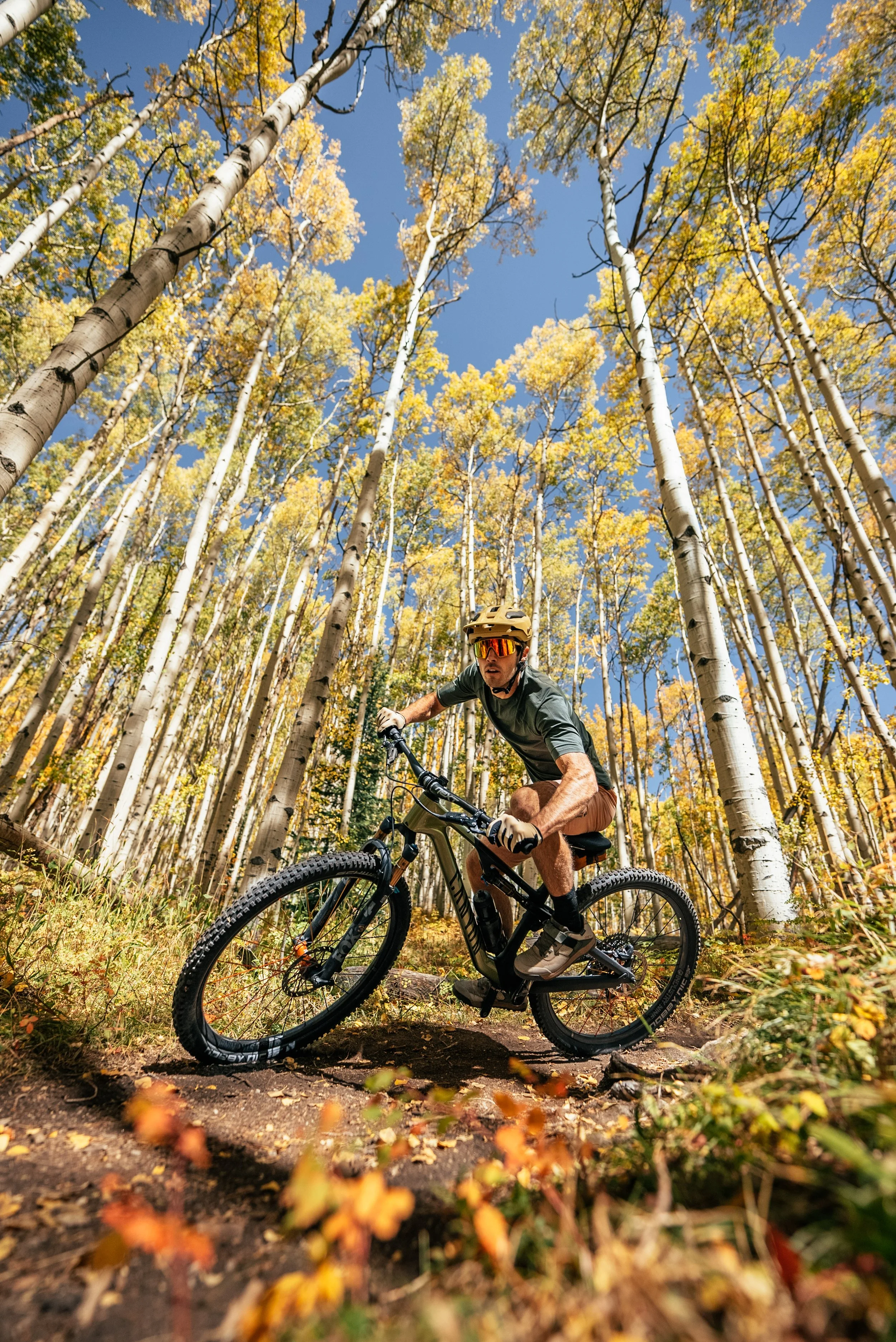 A man mountain biking on a dirt trail through a forest of tall aspen trees with yellow leaves, under a clear blue sky.