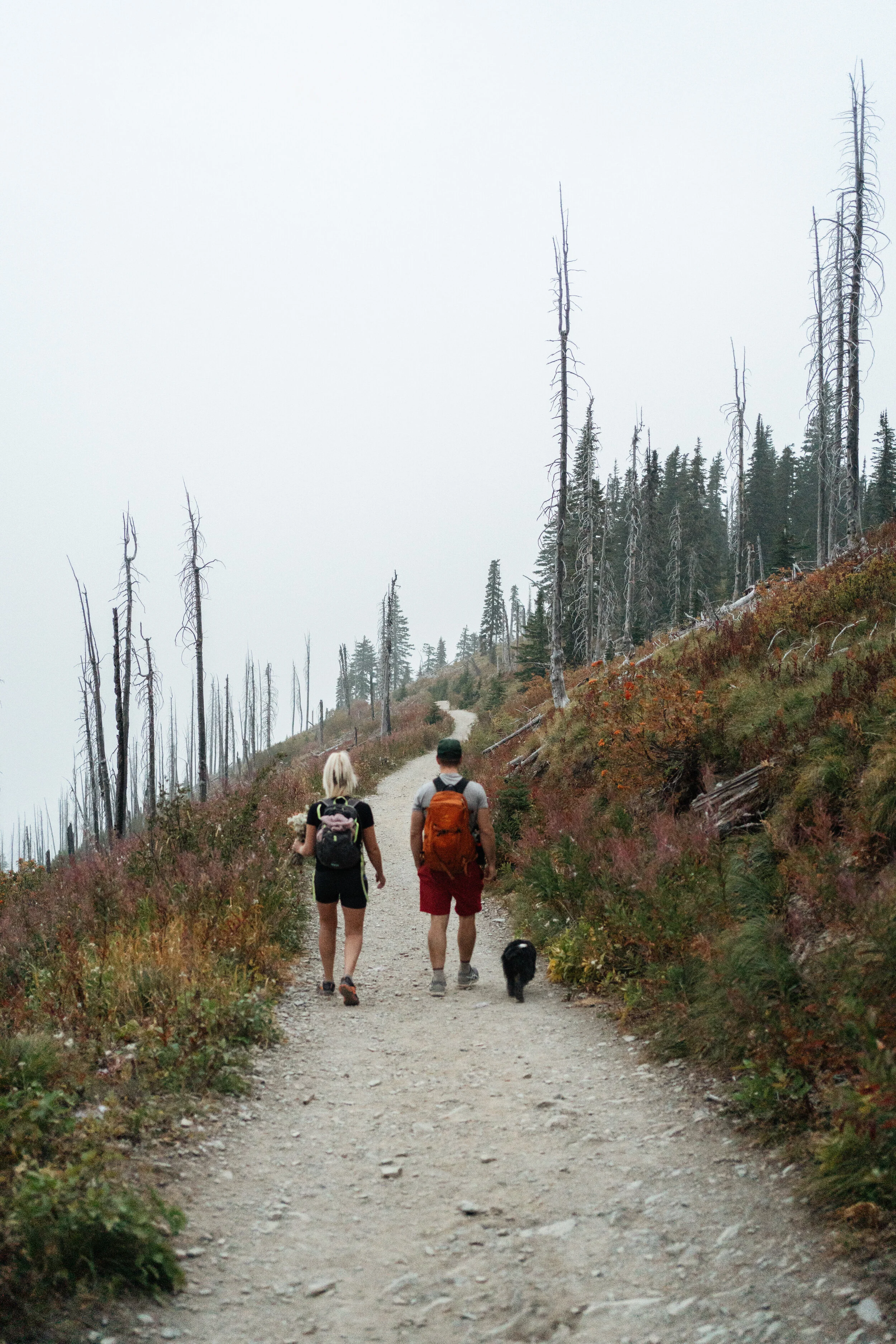 Two hikers, a woman and a man with a dog, walking on a dirt trail in a forested area with dead trees and low clouds.