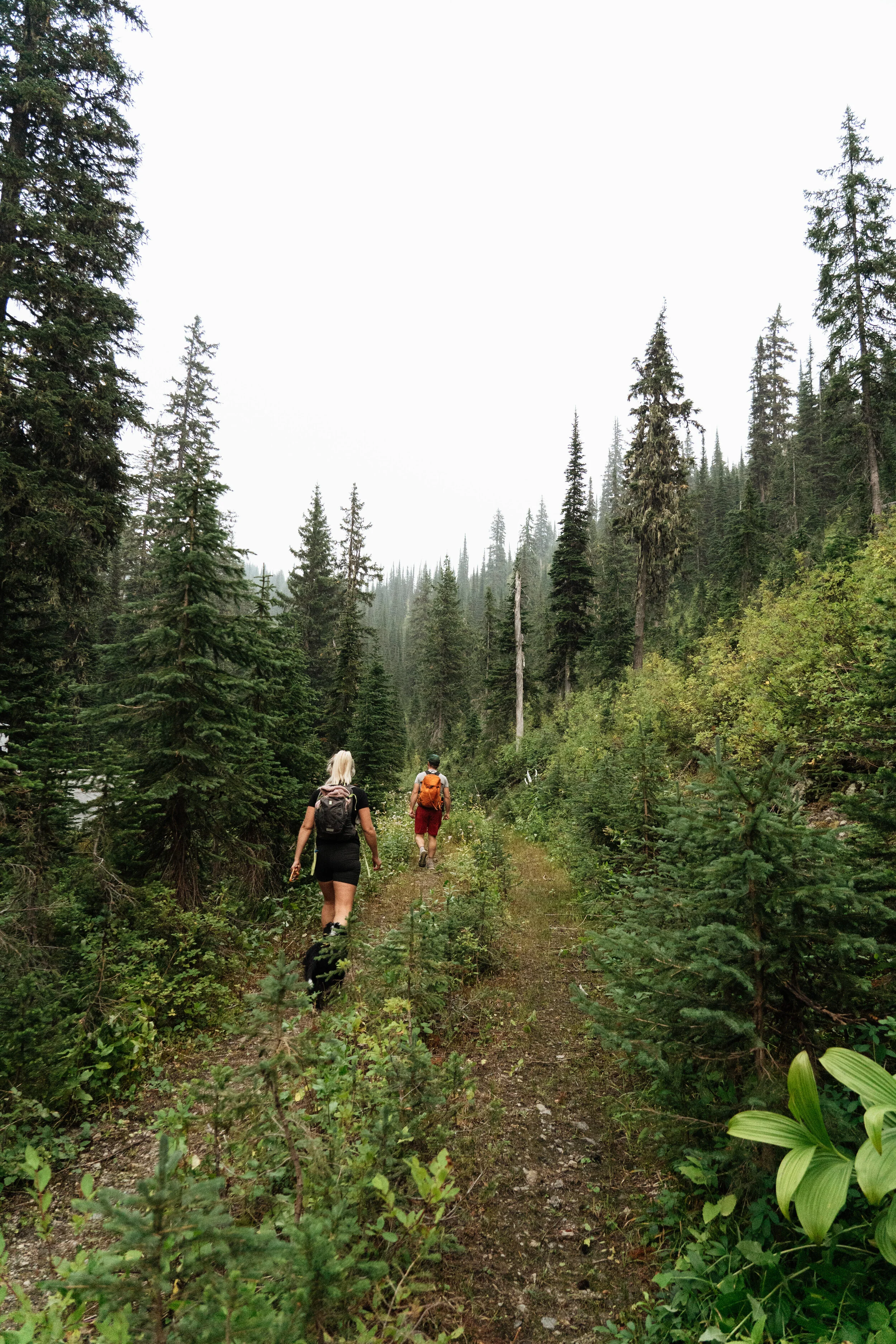 Two people hiking on a forest trail surrounded by tall green trees in a mountainous area.