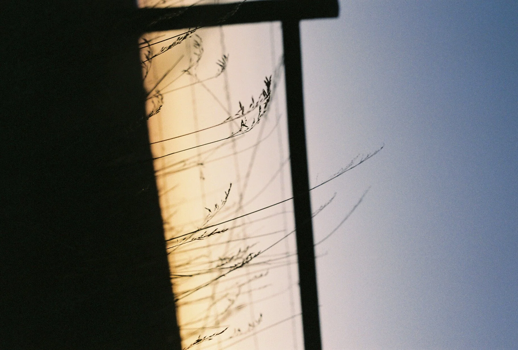 Silhouetted grass against a sunset or sunrise sky, with a dark foreground and a blue sky in the background.
