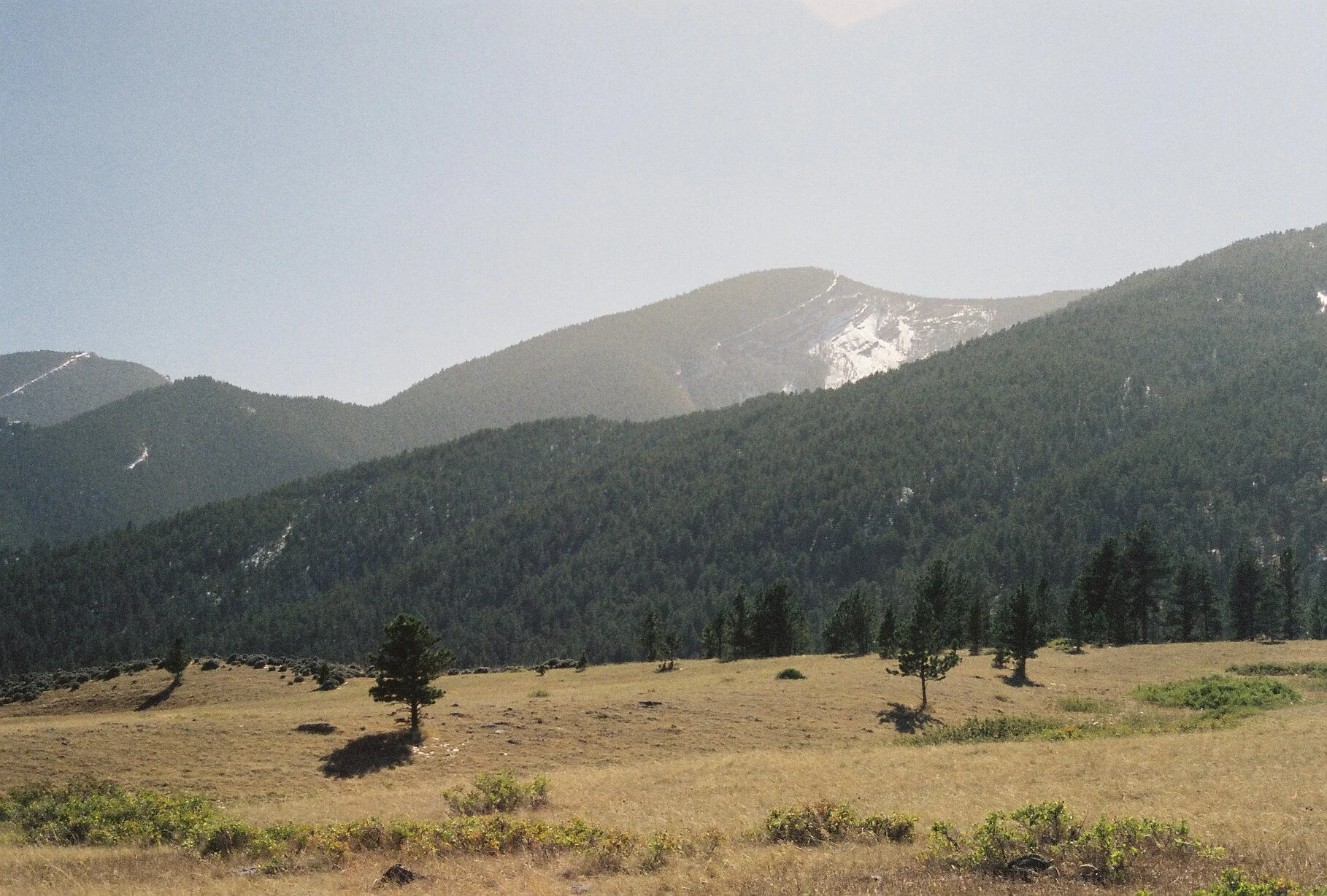 Open field with a few trees, forested mountains in the background, and snow patches on the mountain peaks