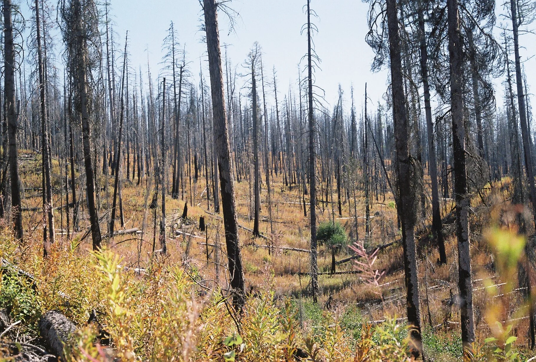 Photo of a burned forest with charred tree trunks and sparse vegetation