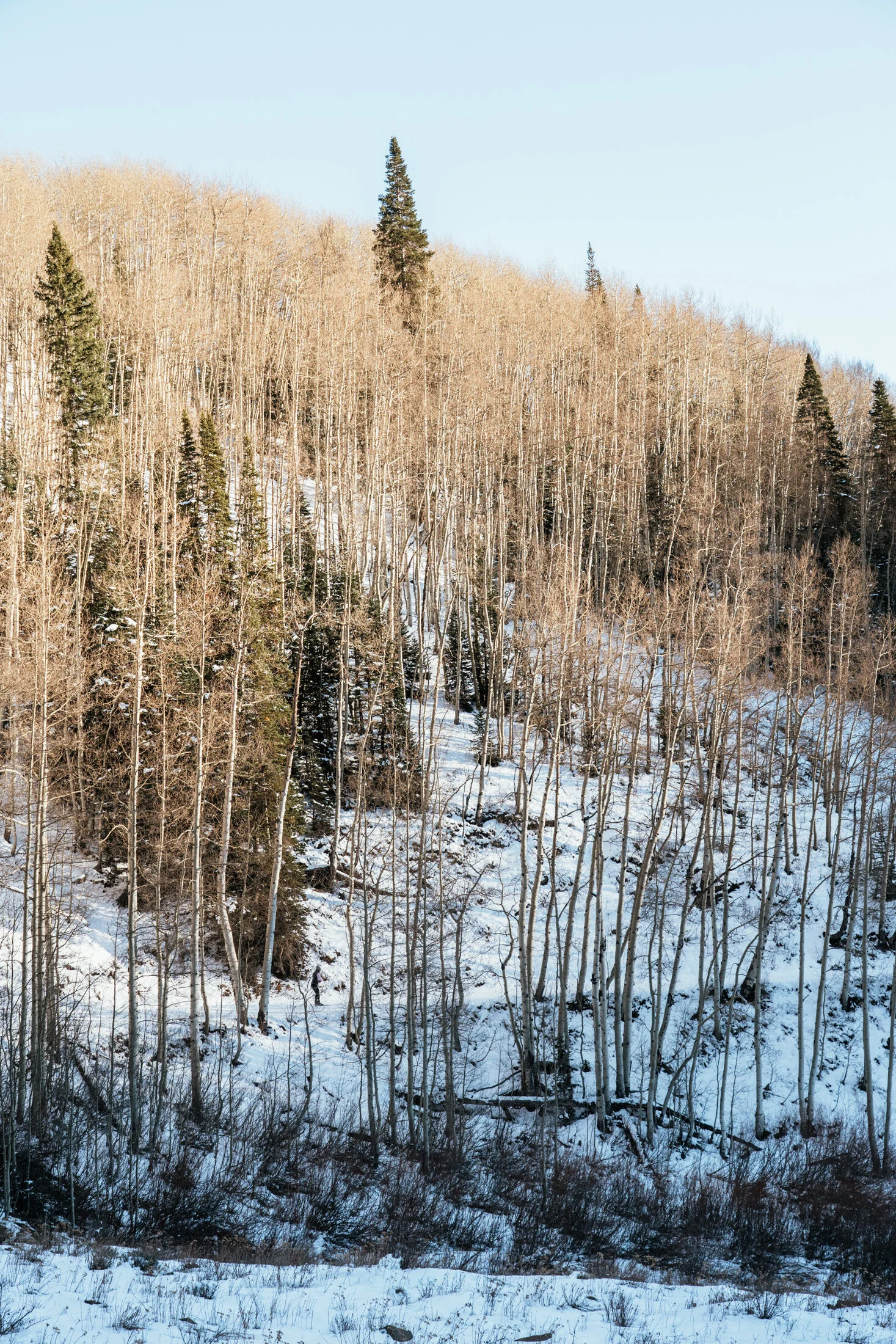 Winter landscape with snow-covered ground and leafless trees on a hillside against a clear blue sky.