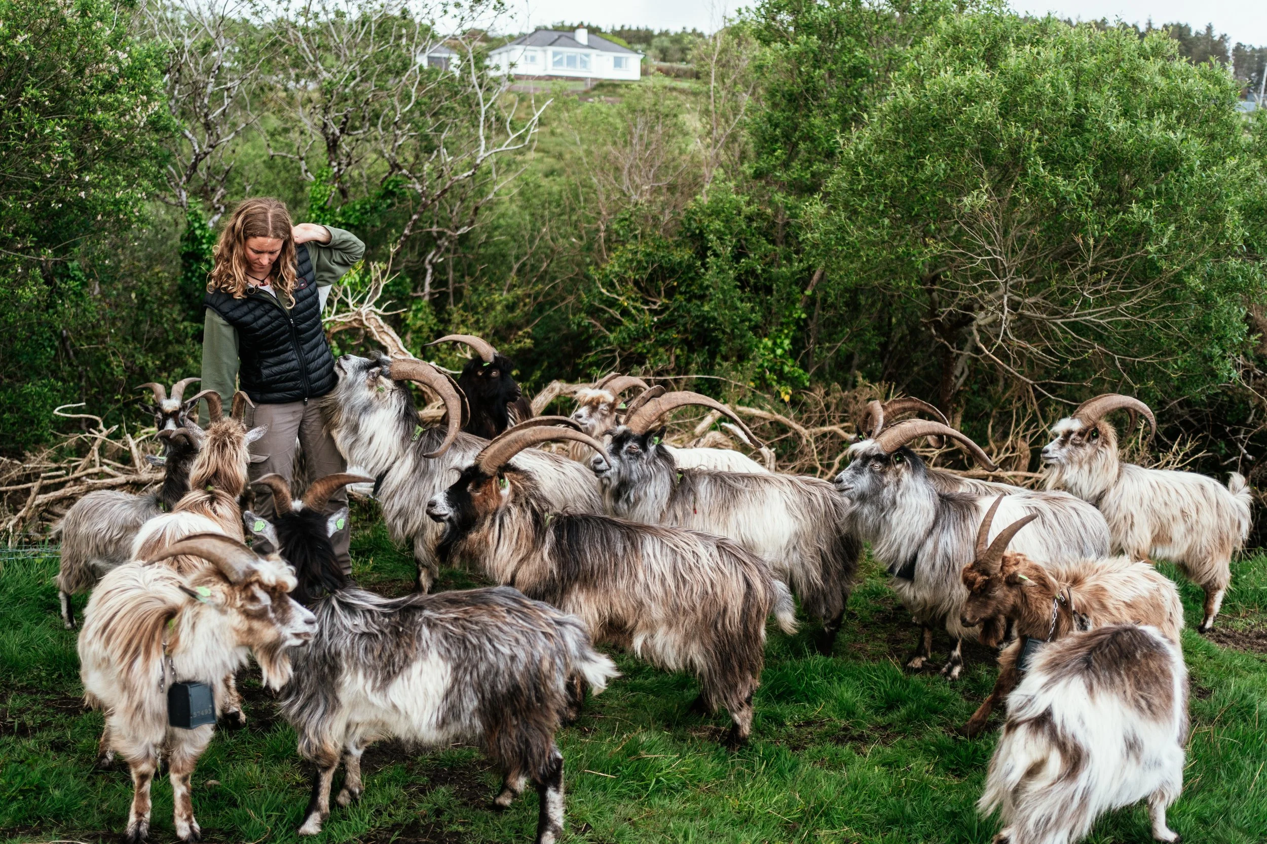 A woman standing among a large group of goats with long, curved horns in a grassy area with trees and bushes.
