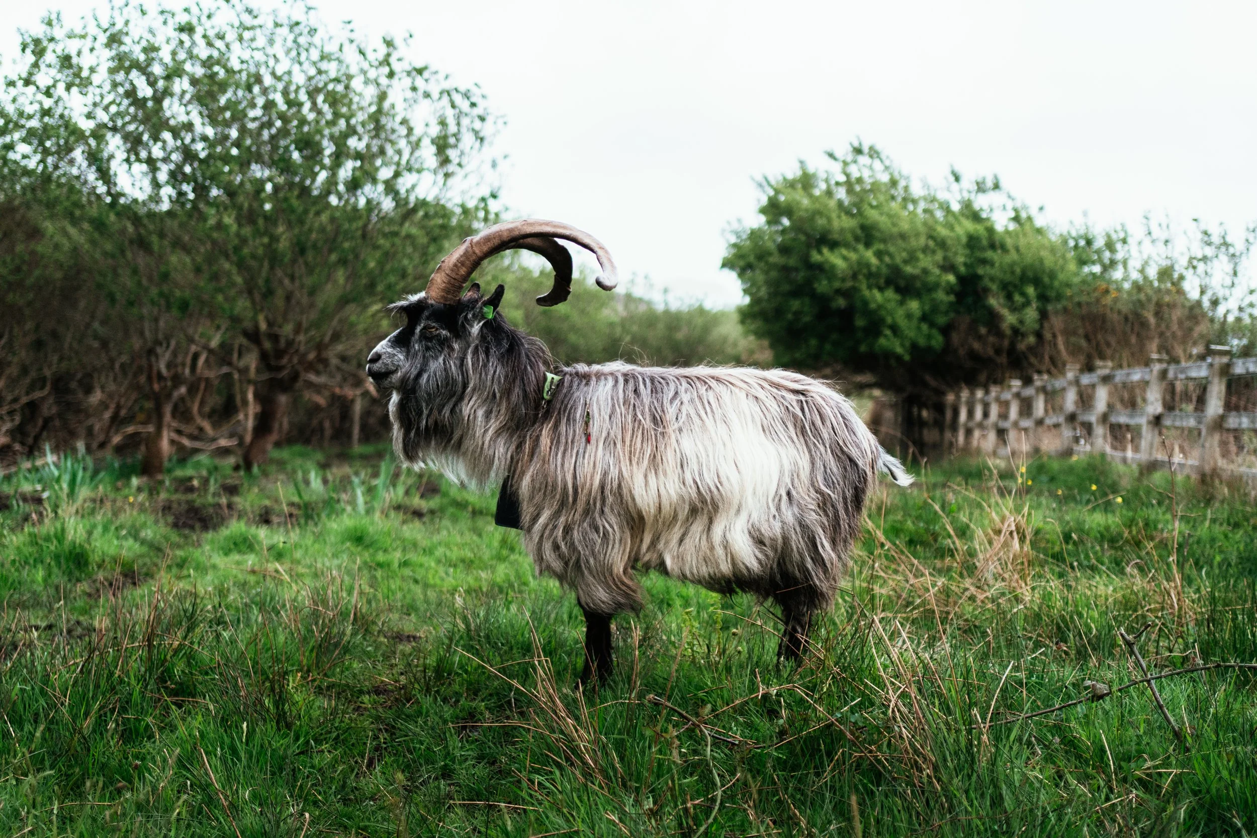 A goat with large curved horns standing on green grass in a rural area with bushes and trees in the background.