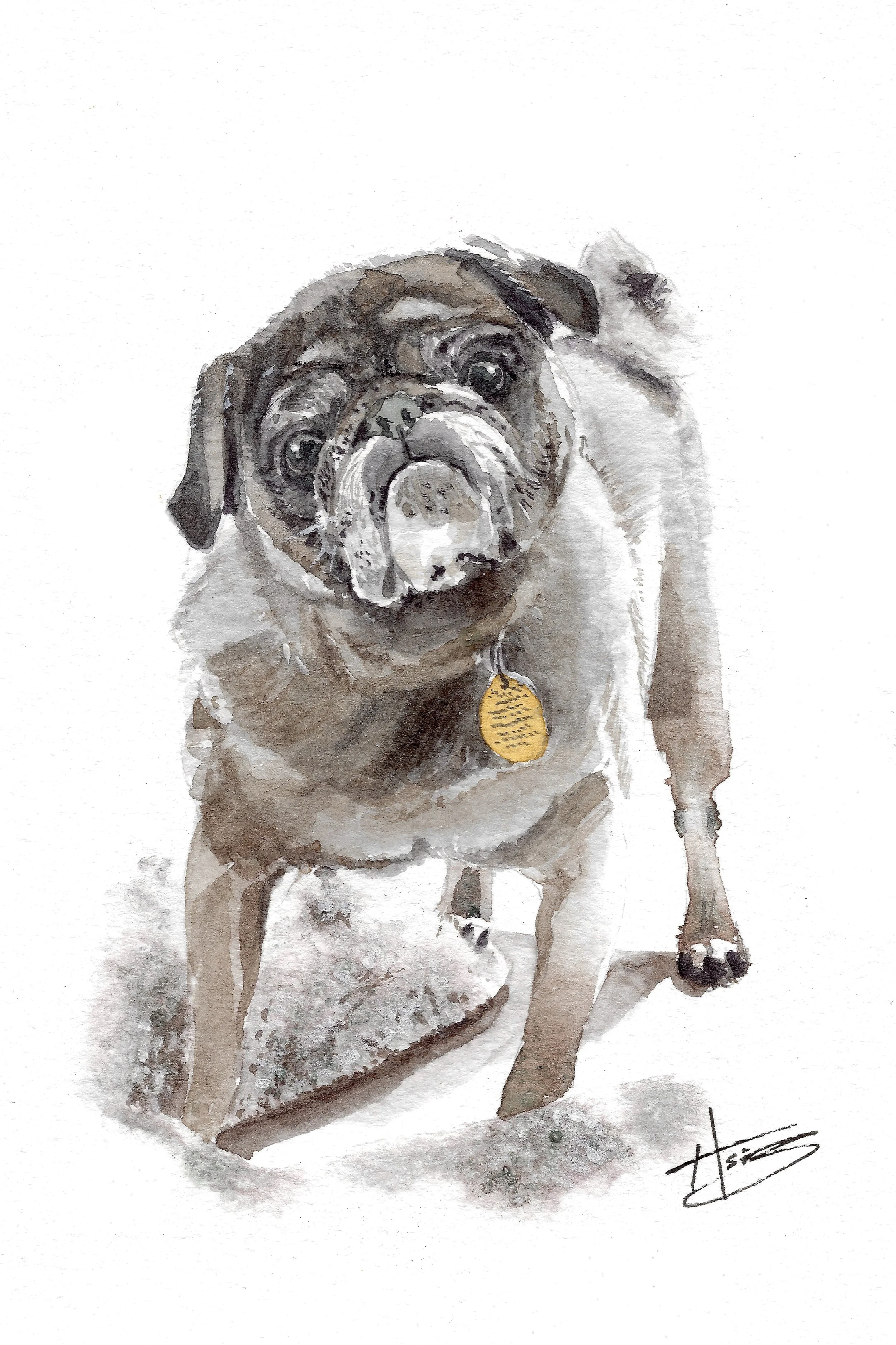 A watercolor painting of a pug dog sitting on the ground with a yellow name tag hanging from its collar, against a white background.