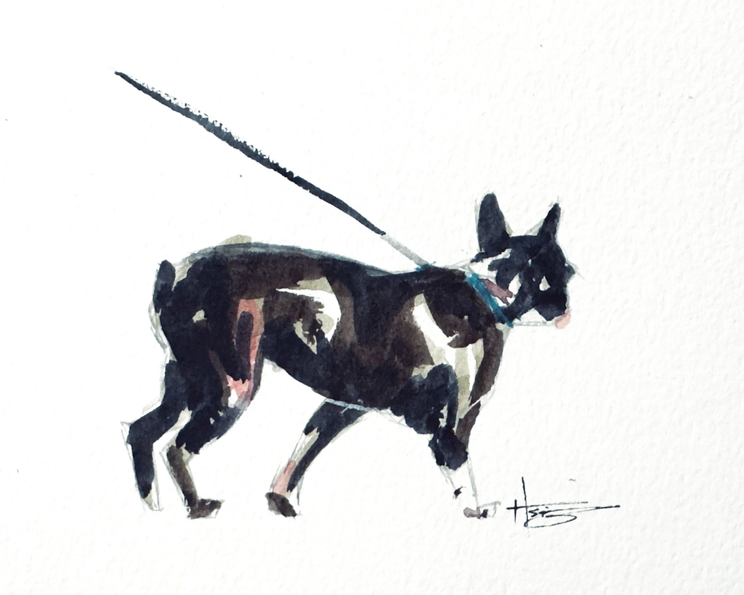 Watercolor painting of a black and white dog on a leash, standing on a white background.
