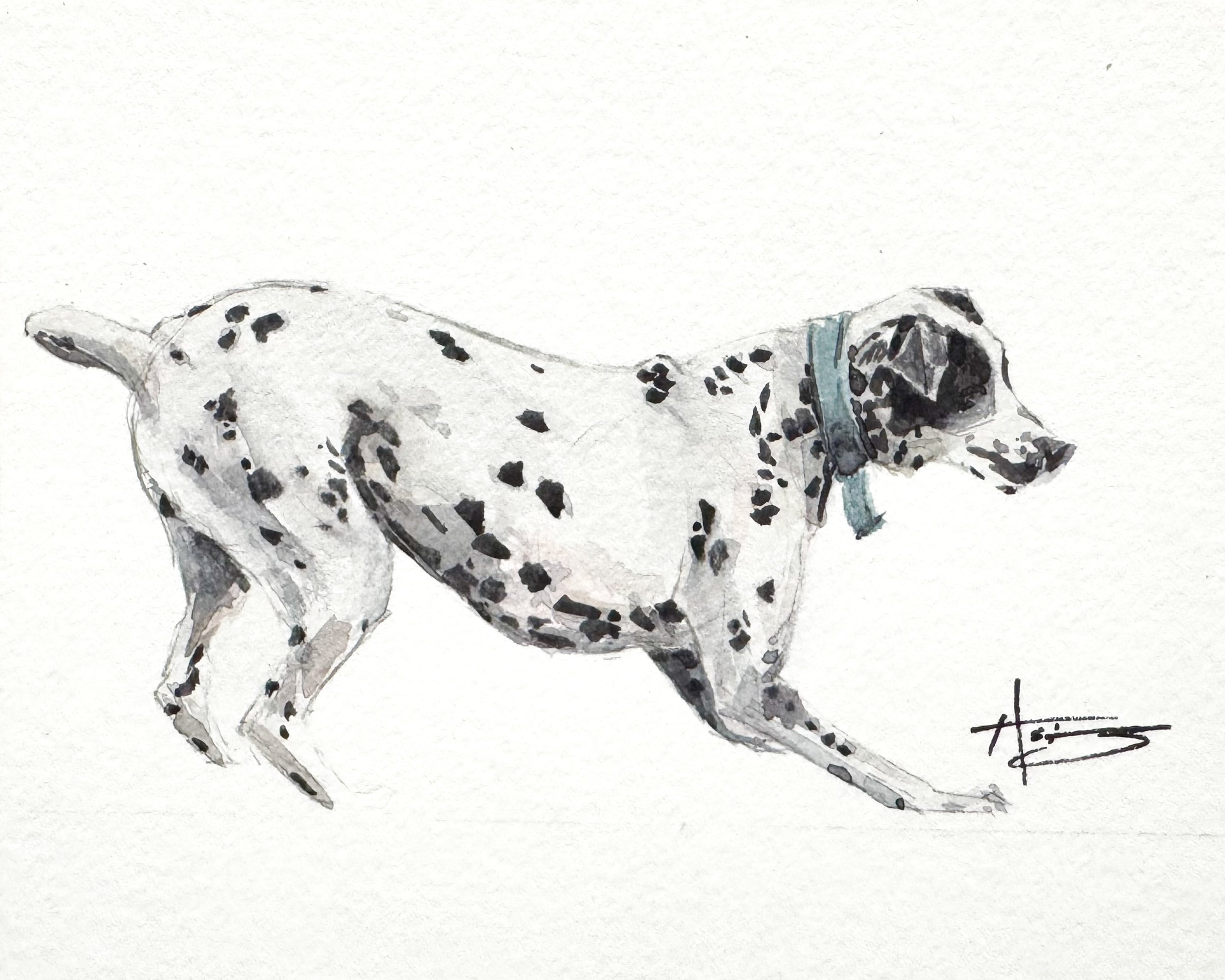 Watercolor painting of a Dalmatian dog with black spots, wearing a blue collar, standing on a white background.