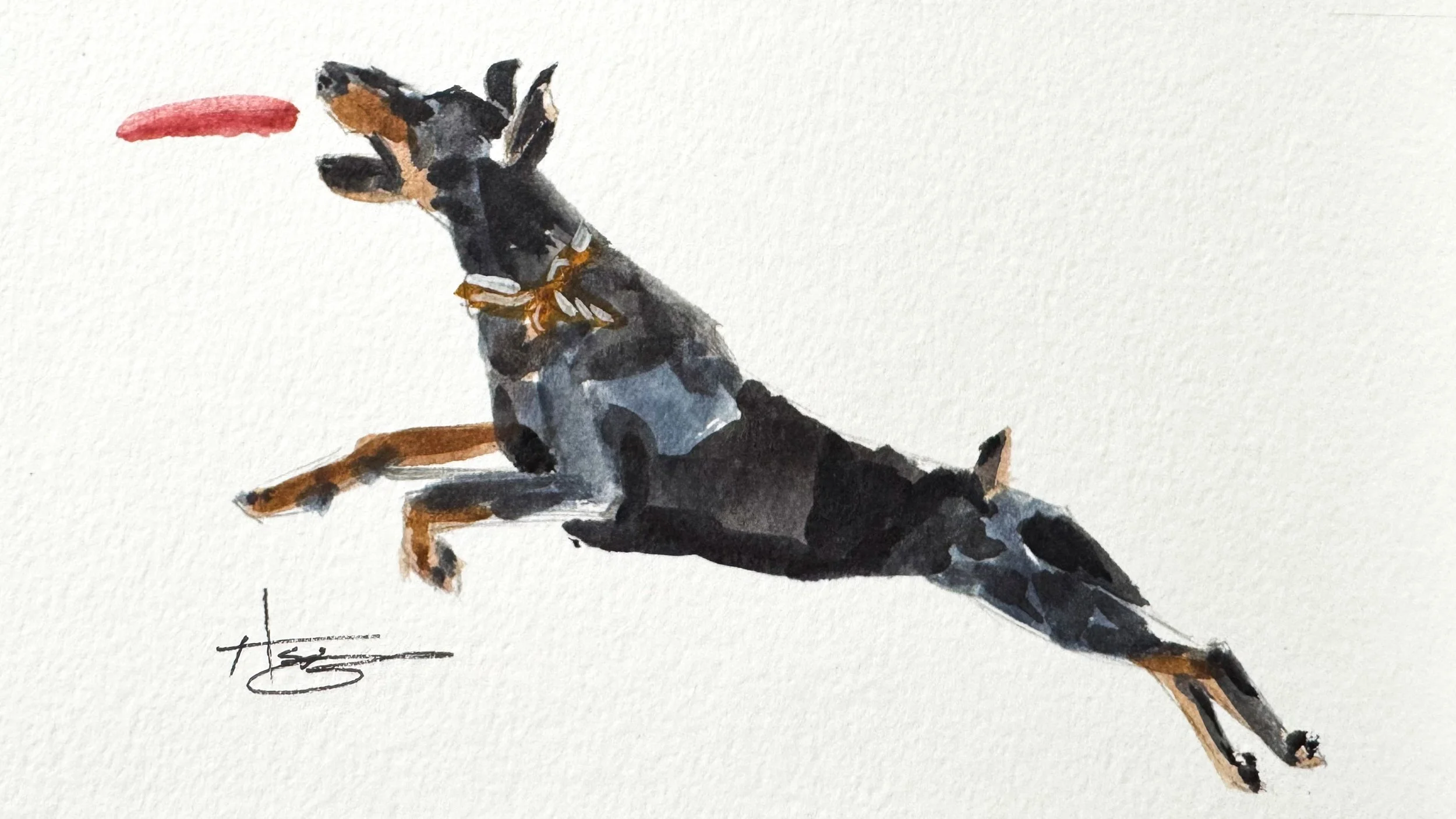 Watercolor painting of a playful black and tan dog in mid-air, with a red toy in front of its face.