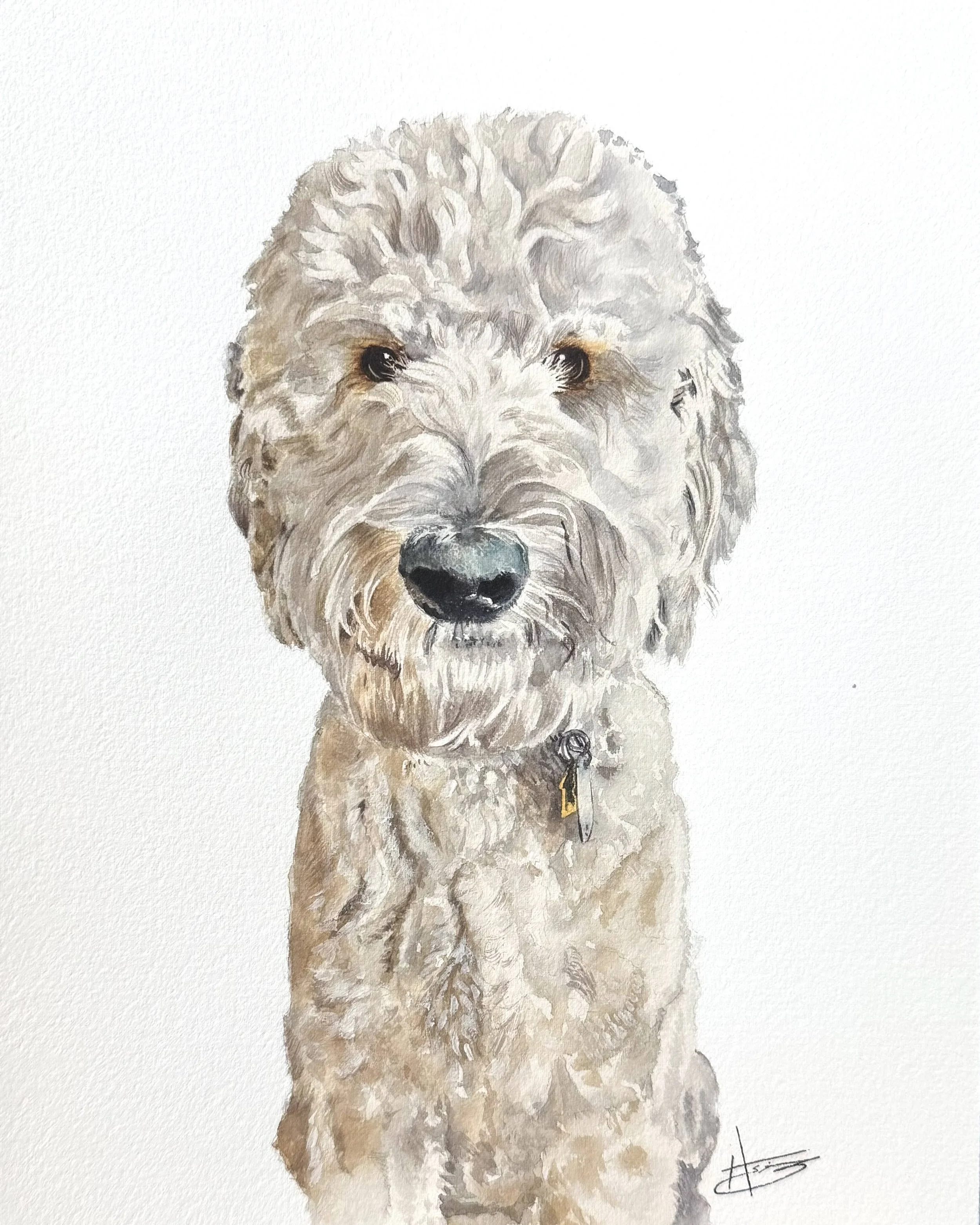 Watercolor portrait of a fluffy, light-colored dog with dark eyes and a black nose, wearing a collar with a tag.