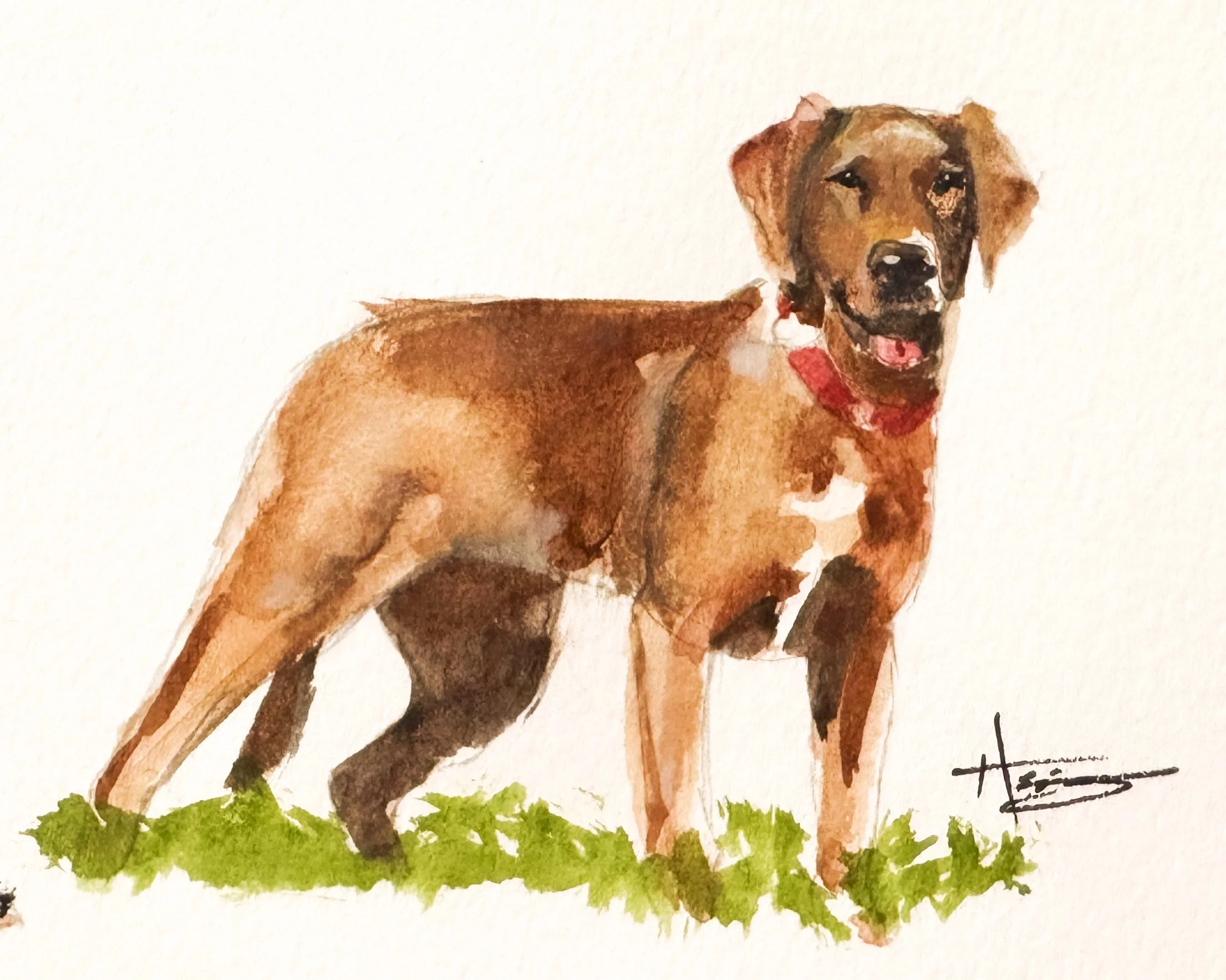 Watercolor painting of a brown dog with a red collar standing on green grass, facing forward with mouth slightly open.