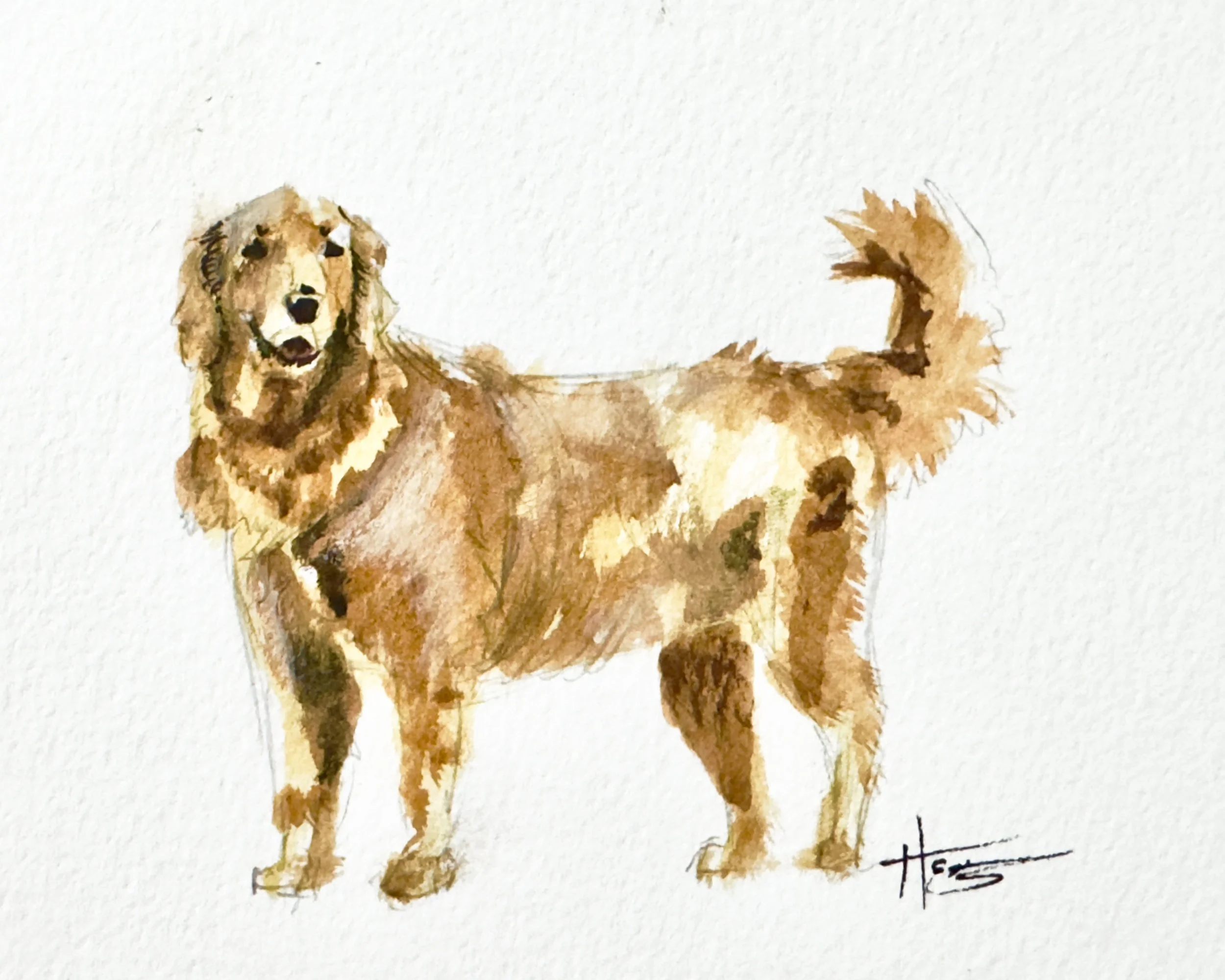 Watercolor painting of a golden retriever dog standing, facing left, with a fluffy tail raised.