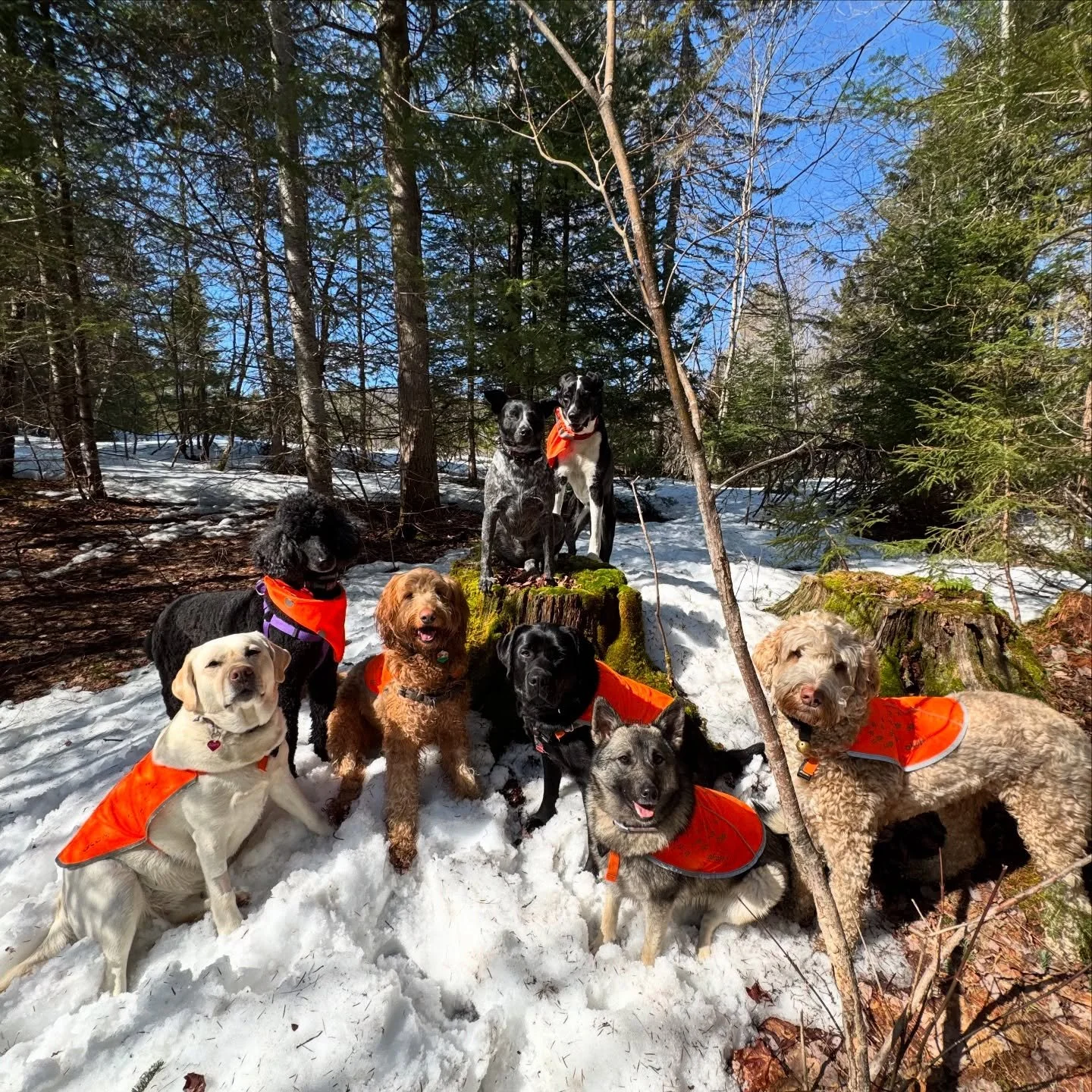 We made it!! First day of Spring 🌸🌱🧡

@vtpets #Vermont #vermontbyvermonters #vermontdogs #montpelier #montpeliervt #montpelieralive #petsitting #petsitter #dogwalking #dogwalker #packwalk #packwalking #dogcamp