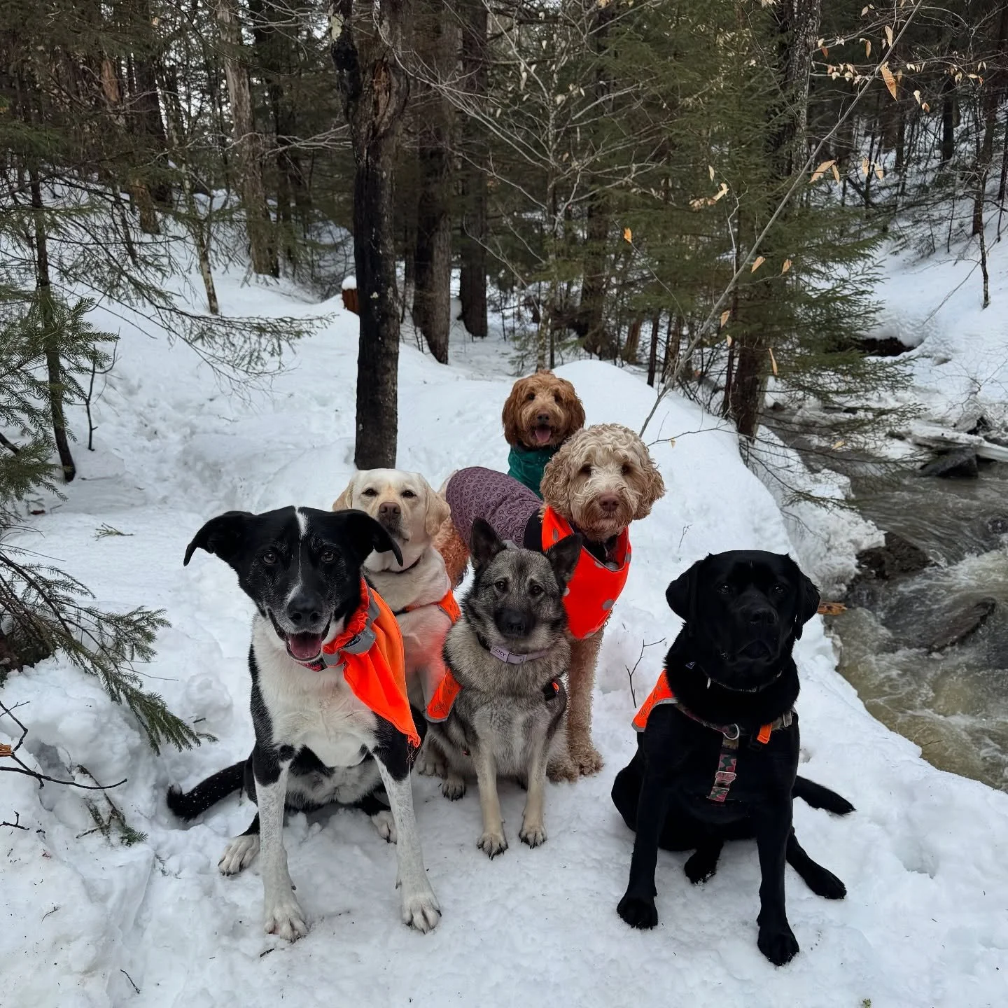 Spring is near! 🎉

@vtpets #Vermont #vermontbyvermonters #vermontdogs #montpelier #montpeliervt #montpelieralive #petsitting #petsitter #dogwalking #dogwalker #packwalk #packwalking #dogcamp