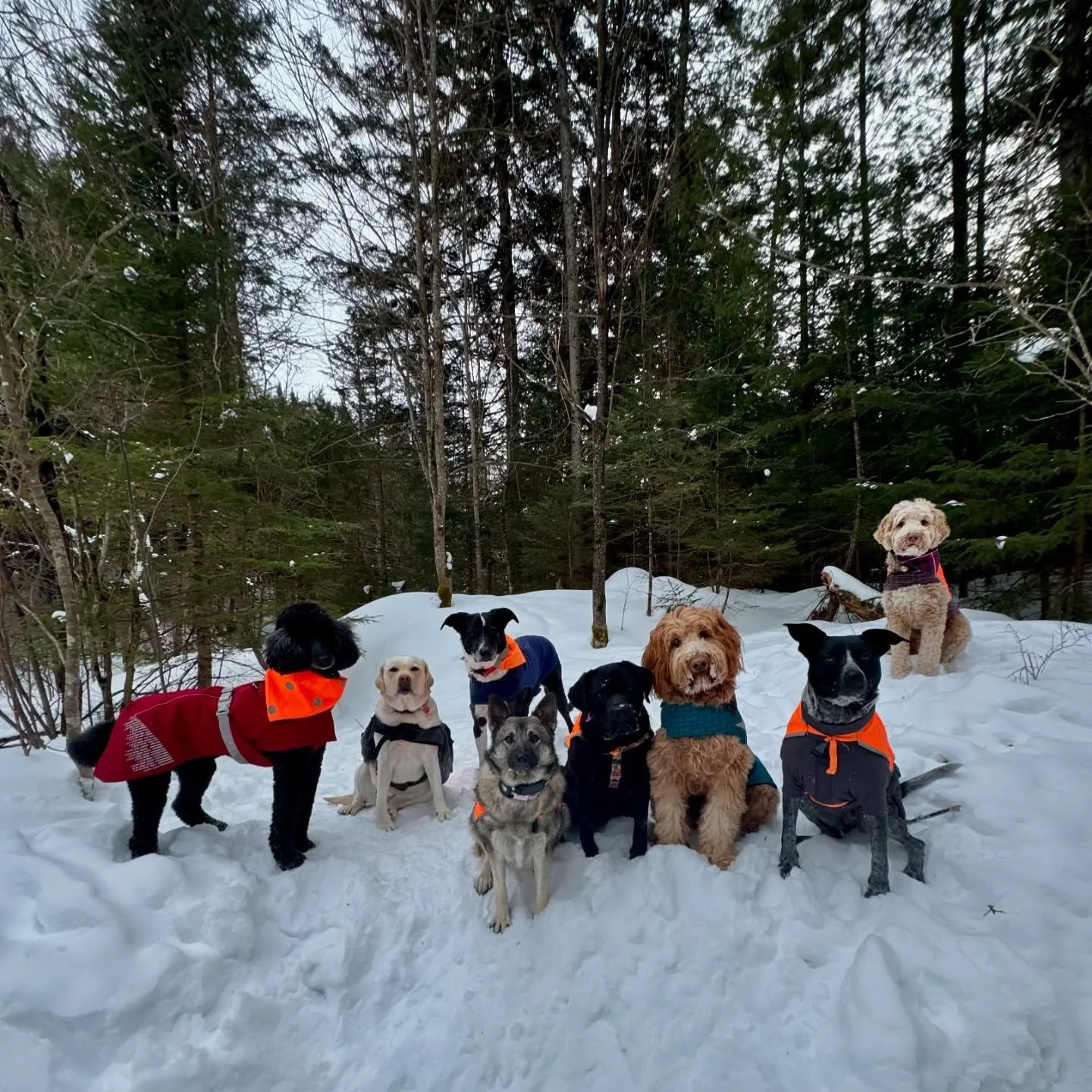 Family photo! 📸

@vtpets #Vermont #vermontbyvermonters #vermontdogs #montpelier #montpeliervt #montpelieralive #petsitting #petsitter #dogwalking #dogwalker #packwalk #packwalking #dogcamp