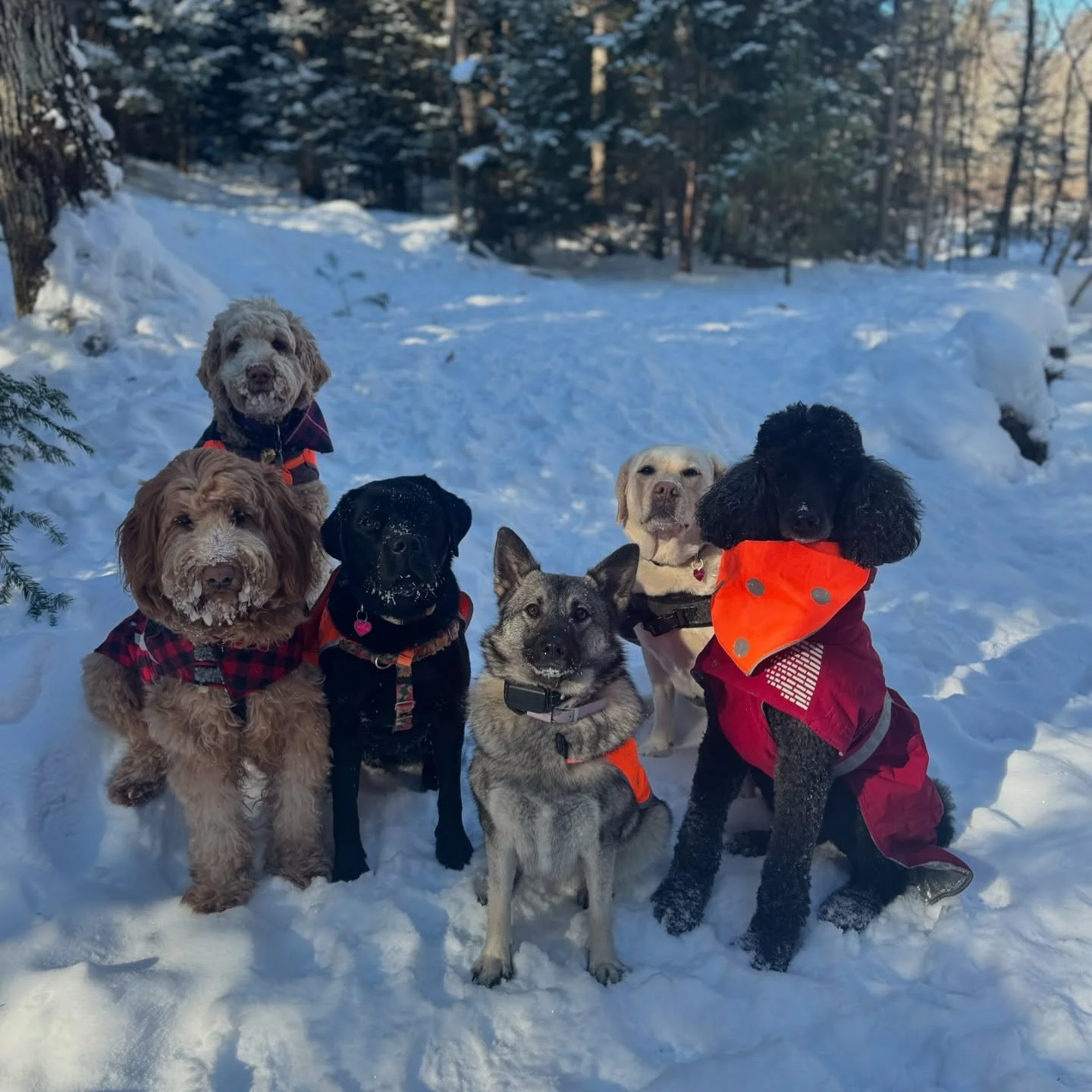 Soaking up all the sunshine ☀️✨

@vtpets #Vermont #vermontbyvermonters #vermontdogs #montpelier #montpeliervt #montpelieralive #petsitting #petsitter #dogwalking #dogwalker #packwalk #packwalking #dogcamp
