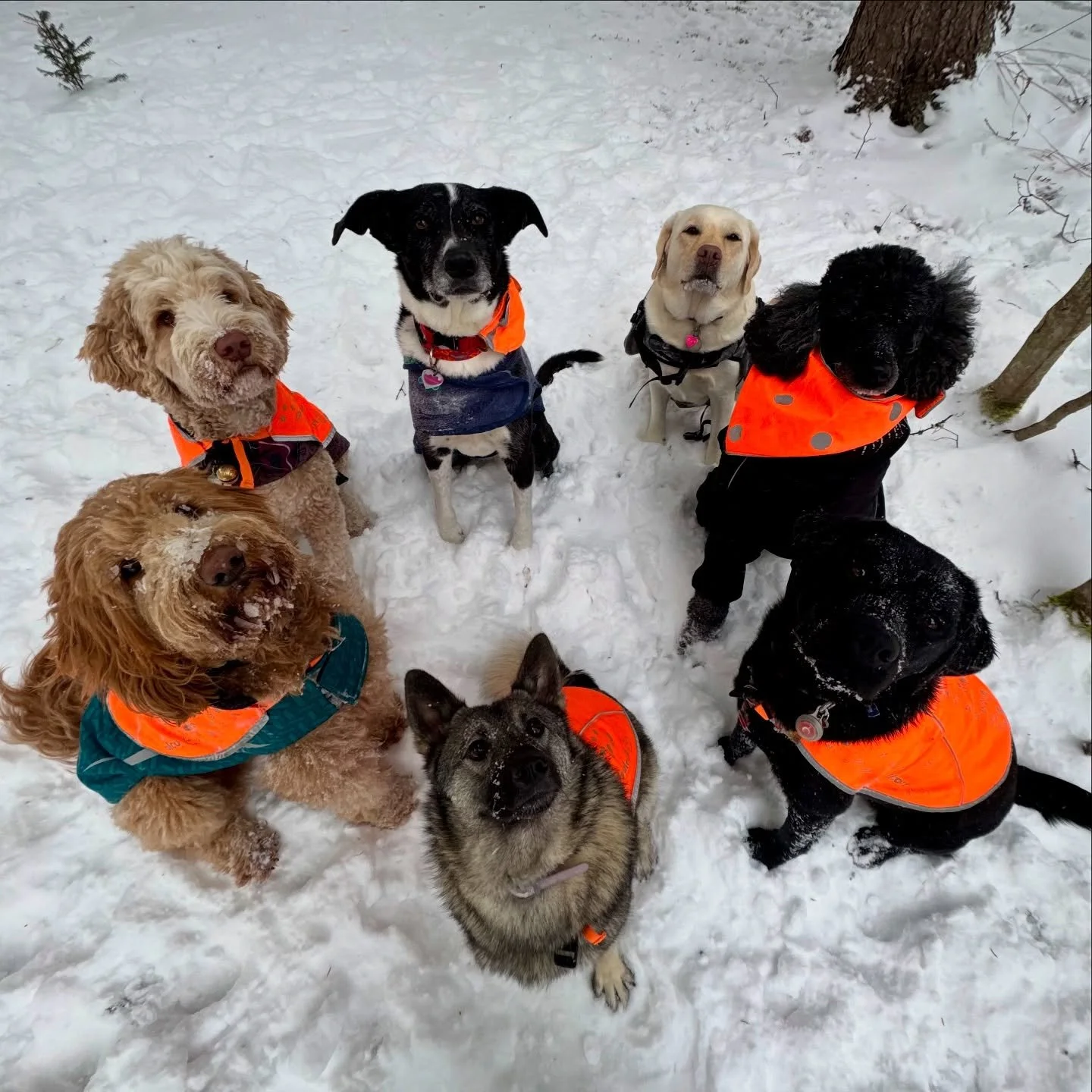 My inner circle 🥺🩵

@vtpets #Vermont #vermontbyvermonters #vermontdogs #montpelier #montpeliervt #montpelieralive #petsitting #petsitter #dogwalking #dogwalker #packwalk #packwalking #dogcamp