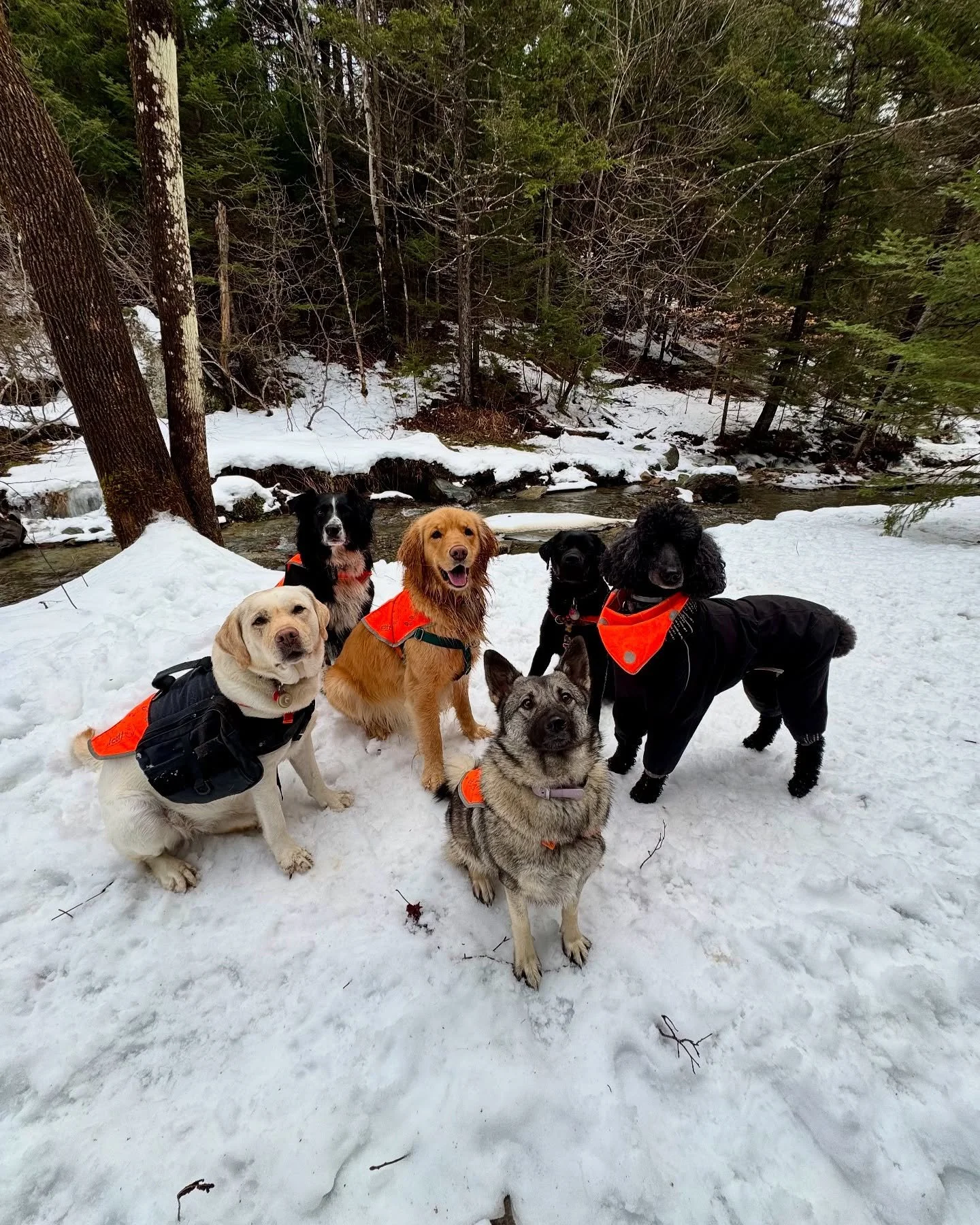 Happy New Year 💖 I took some time off to rest and recharge, but we&rsquo;re back in full swing this week and loving winter. I&rsquo;m so excited to spend another year running around in the woods with your puppies! This job is a dream - thank you for