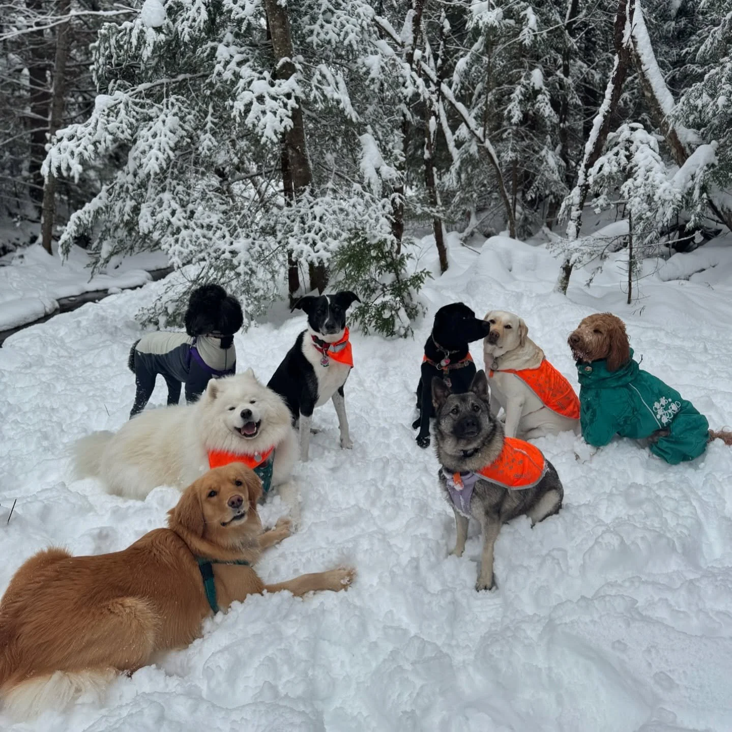 Santa&rsquo;s reindeer! 🦌🎅

@vtpets #Vermont #vermontbyvermonters #vermontdogs #montpelier #montpeliervt #montpelieralive #petsitting #petsitter #dogwalking #dogwalker #packwalk #packwalking #dogcamp