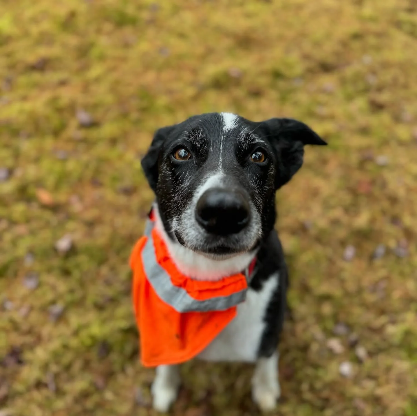 New camper alert 🚨

Welcome, Maddy! Maddy is 13 years old (!!!) but you would never guess that based on her energy level &amp; spunk. Maddy is no stranger to group walks- she attended dog camp in Burlington before her family moved to Montpelier. Mad