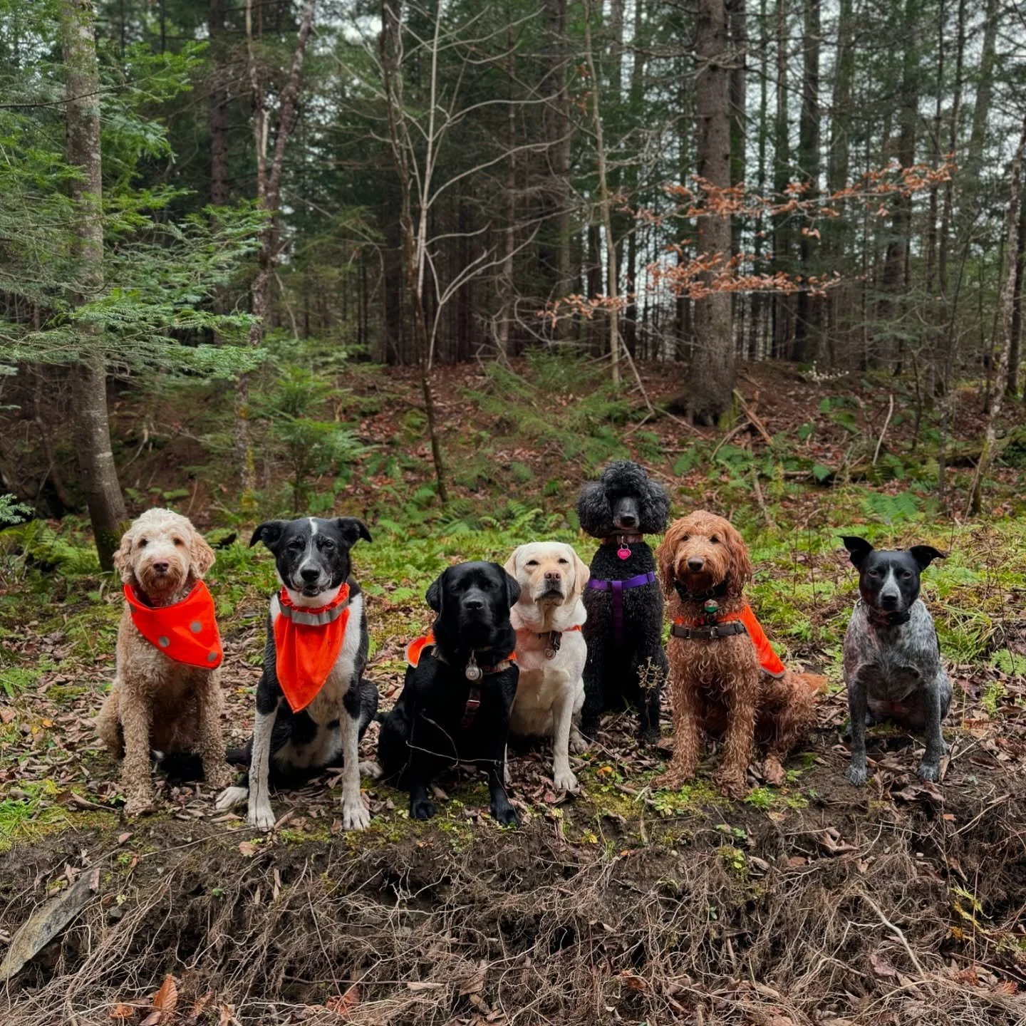 The girl gang (+ Obie) 🩷

@vtpets #Vermont #vermontbyvermonters #vermontdogs #montpelier #montpeliervt #montpelieralive #petsitting #petsitter #dogwalking #dogwalker #packwalk #packwalking #dogcamp
