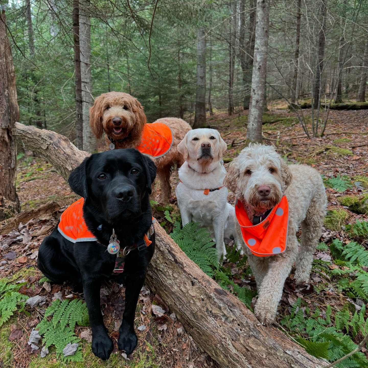 The clique 🫰💁&zwj;♀️

@vtpets #Vermont #vermontbyvermonters #vermontdogs #montpelier #montpeliervt #montpelieralive #petsitting #petsitter #dogwalking #dogwalker #packwalk #packwalking #dogcamp