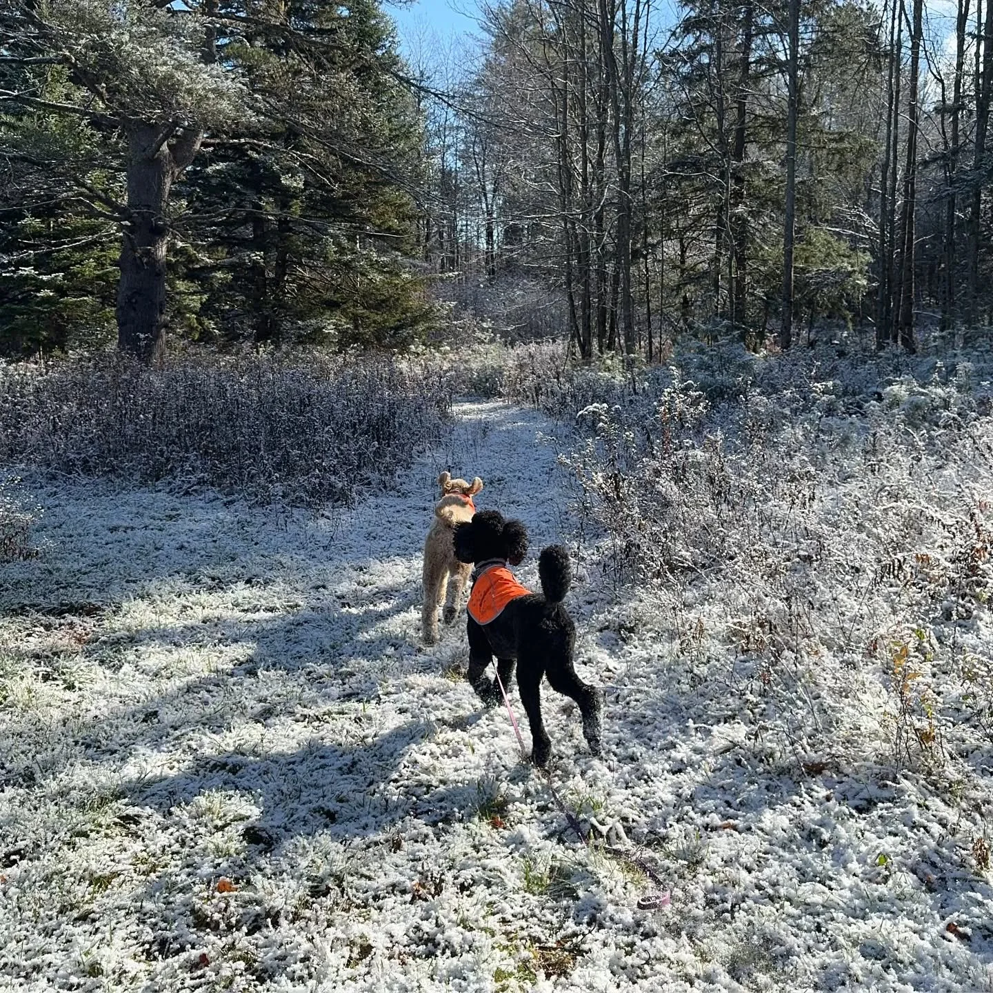 And just like that&hellip;.✨❄️☃️

@vtpets #Vermont #vermontbyvermonters #vermontdogs #montpelier #montpeliervt #montpelieralive #petsitting #petsitter #dogwalking #dogwalker #packwalk #packwalking #dogcamp