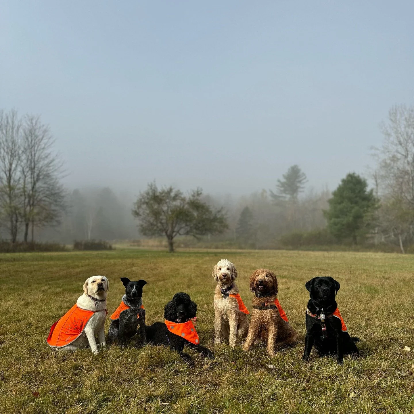 6/6 perfect puppies 🌸🩷

@vtpets #Vermont #vermontbyvermonters #vermontdogs #montpelier #montpeliervt #montpelieralive #petsitting #petsitter #dogwalking #dogwalker #packwalk #packwalking #dogcamp