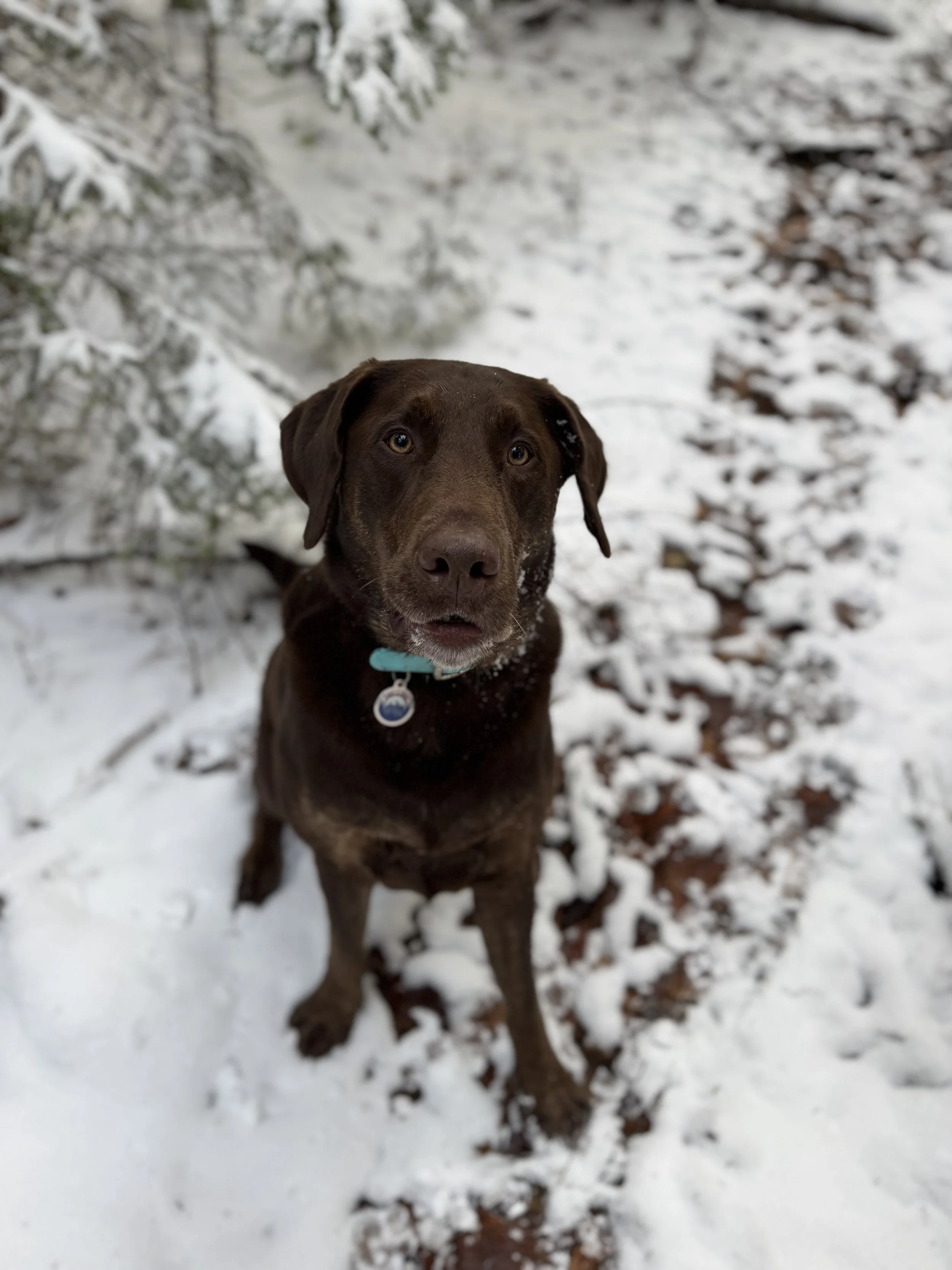 Chocolate Labrador retriever sitting outdoors in the snow, looking up at the camera, with snow-covered ground and bushes in the background.