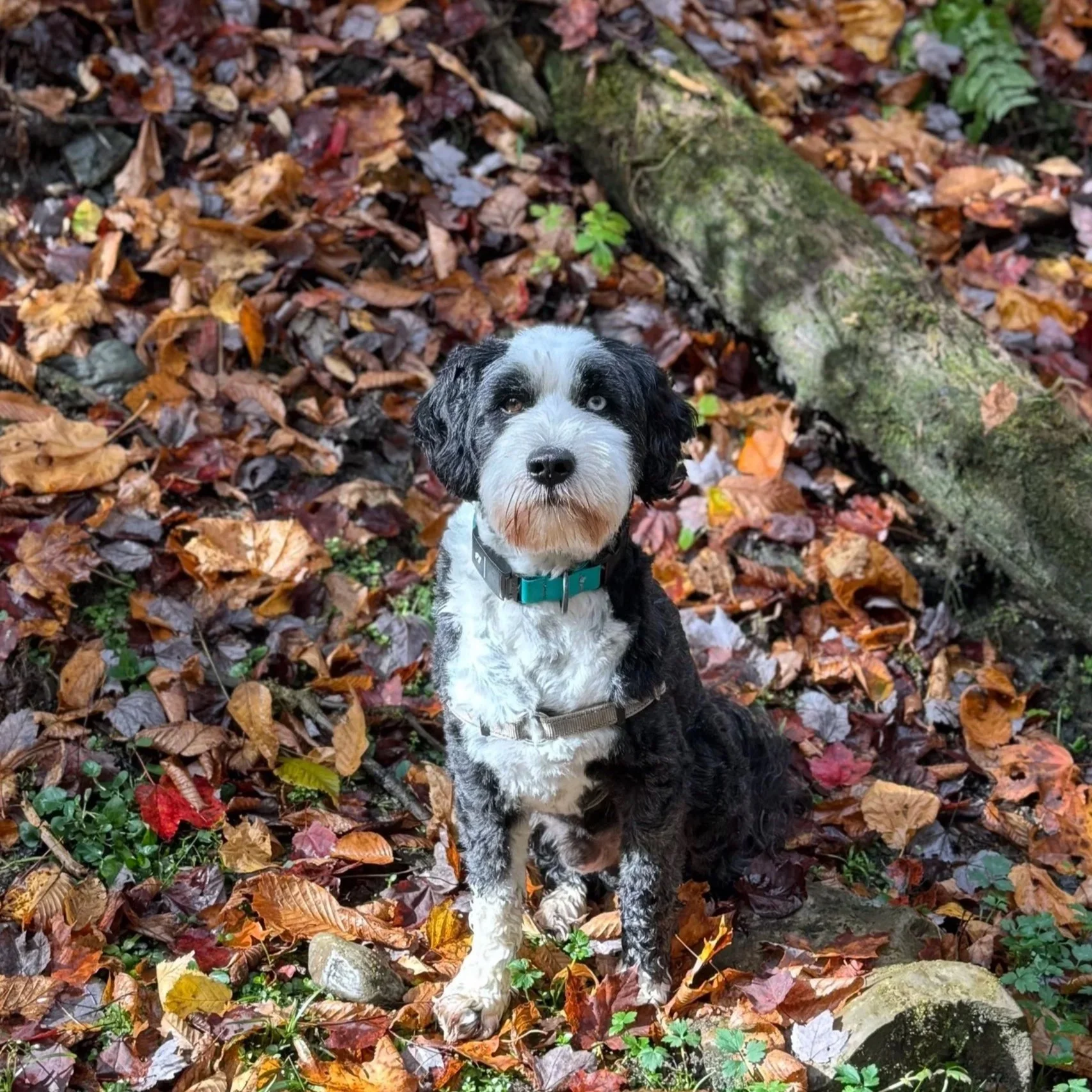 A black and white dog with blue collar sitting on fallen autumn leaves near a moss-covered log in a forest.