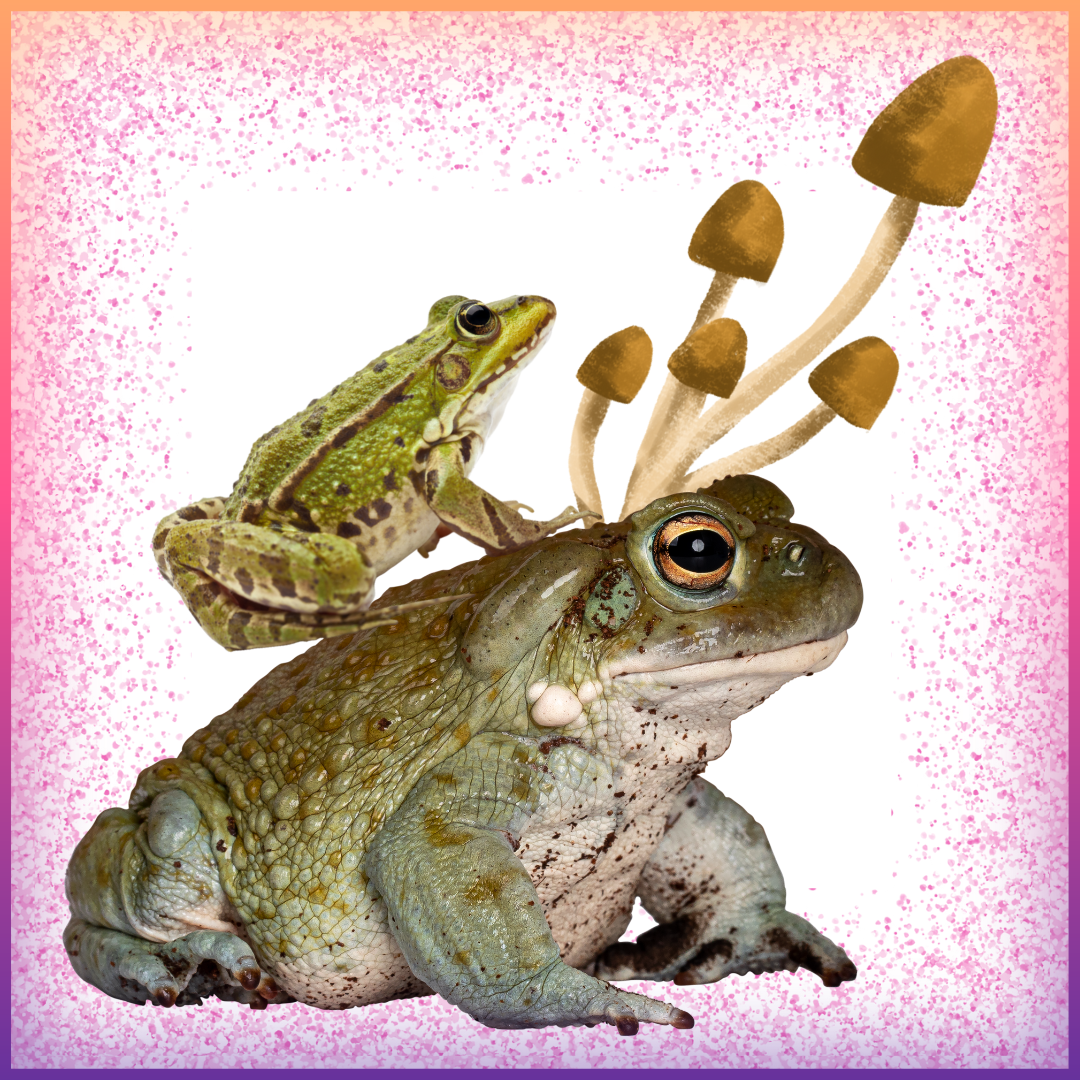 Microdosing, psychedelic support, plant medicine integration, microdose coaching, psychedelic therapy, psilocybin, mdma, bufo, holistic coaching, spiritual guide
