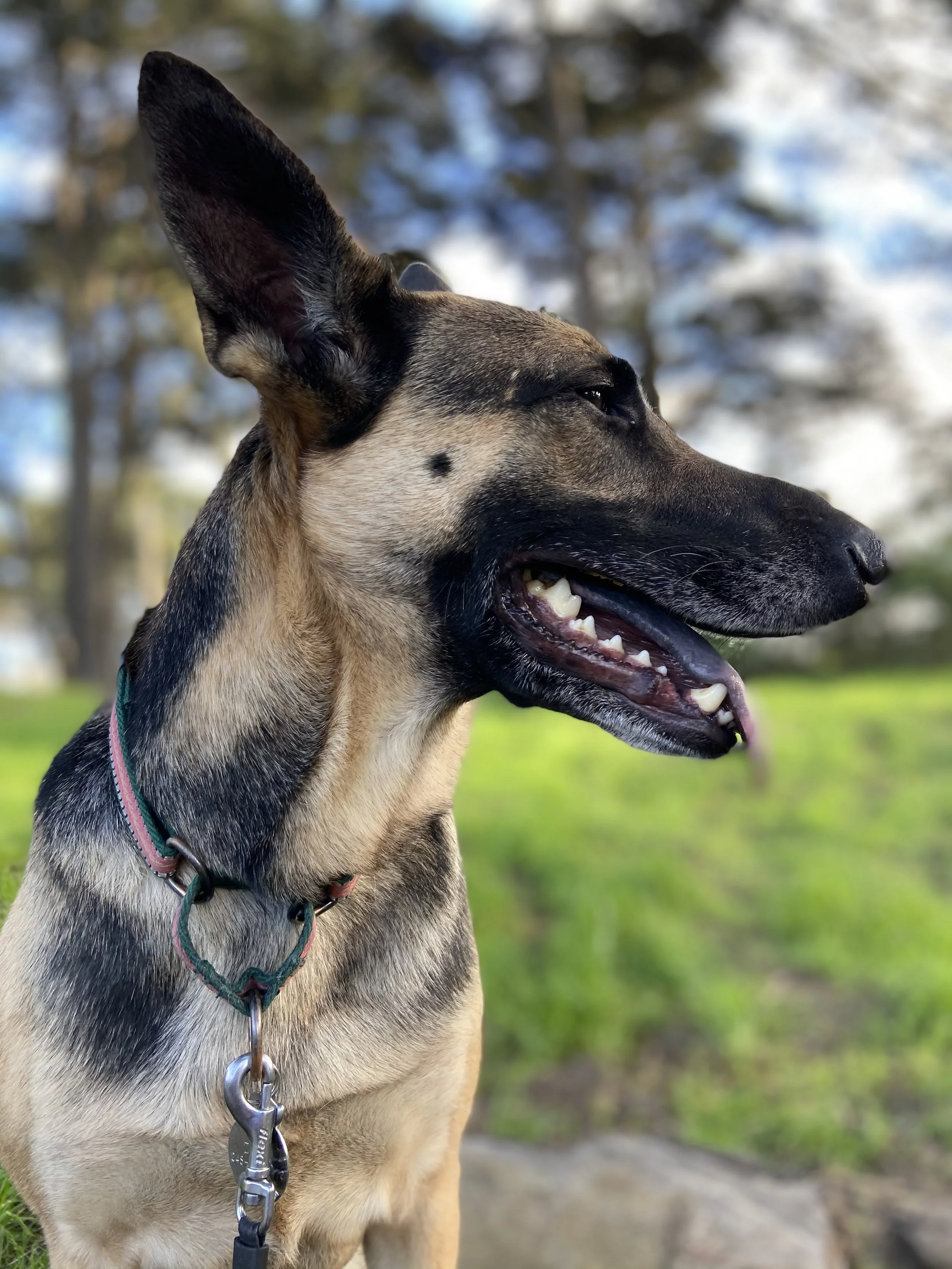Profile of a German Shepherd dog outdoors with trees and grass in the background.