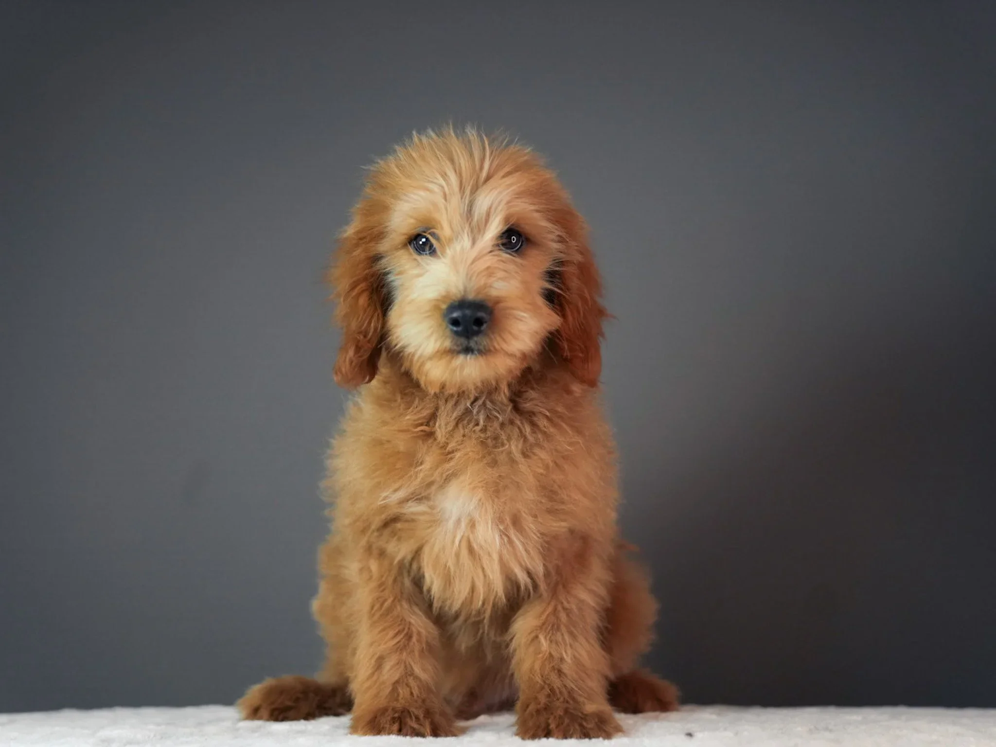 A cute brown puppy with a fluffy coat sitting against a gray background.