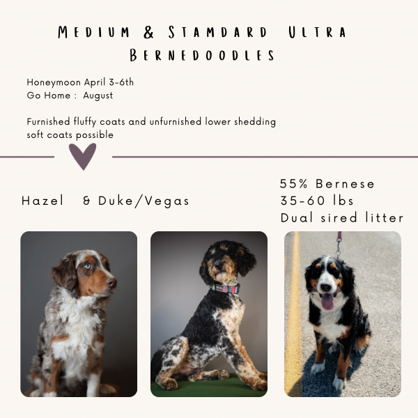 A pet adoption flyer for medium and standard size Bernedoodles, featuring photos of two dogs named Hazel and Duke/Vegas. Hazel is a Bernese mix, and Duke/Vegas is a Bernese and Doodle mix. The flyer includes details about their birth date, weight, and coat information.
