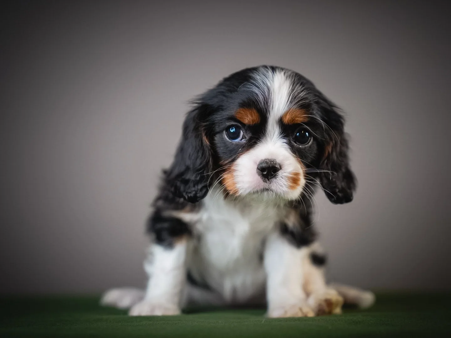 AKC King Charles Cavaliers