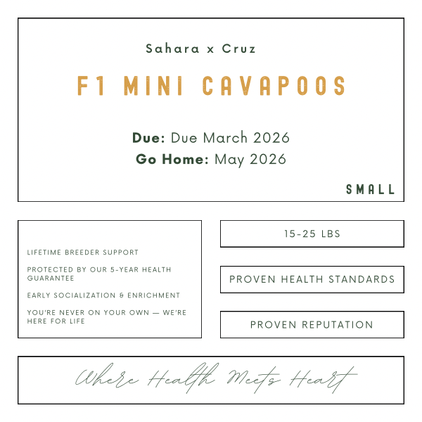 A promotional flyer for Sahara x Cruz F1 Mini Cavapoos, a small dog breed, due March 2026, with a go home date of May 2026. The flyer highlights features like lifetime breeder support, health guarantee, early socialization, and reputation, targeting dogs weighing 15-25 lbs.