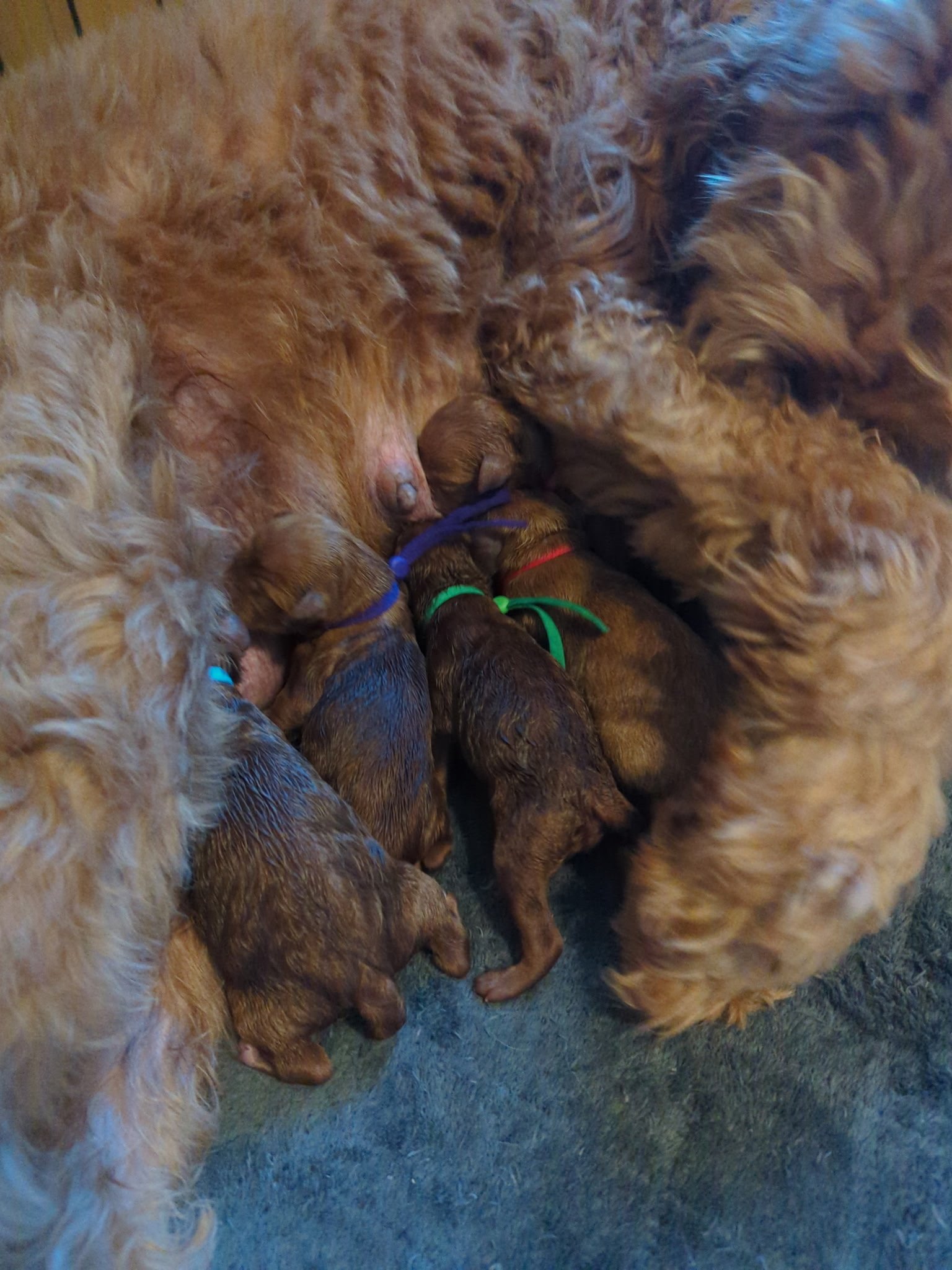 red golden schnoodle puppies just being born